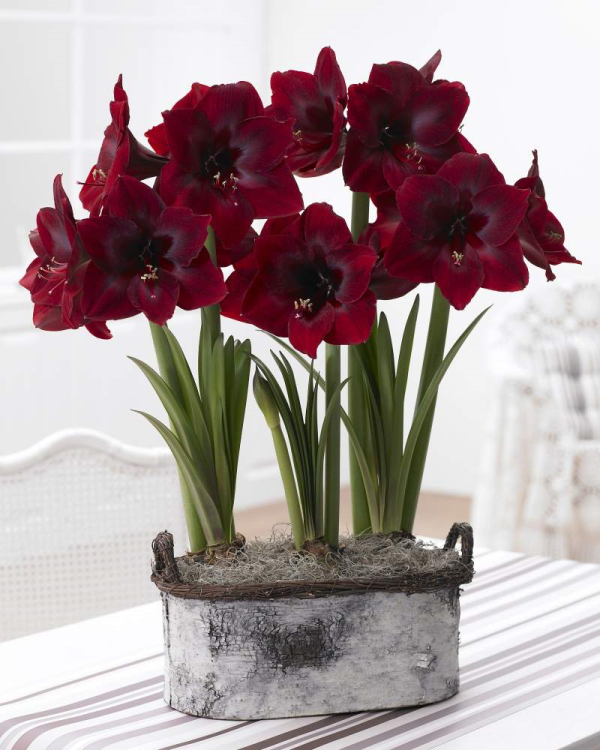 Amaryllis Photo