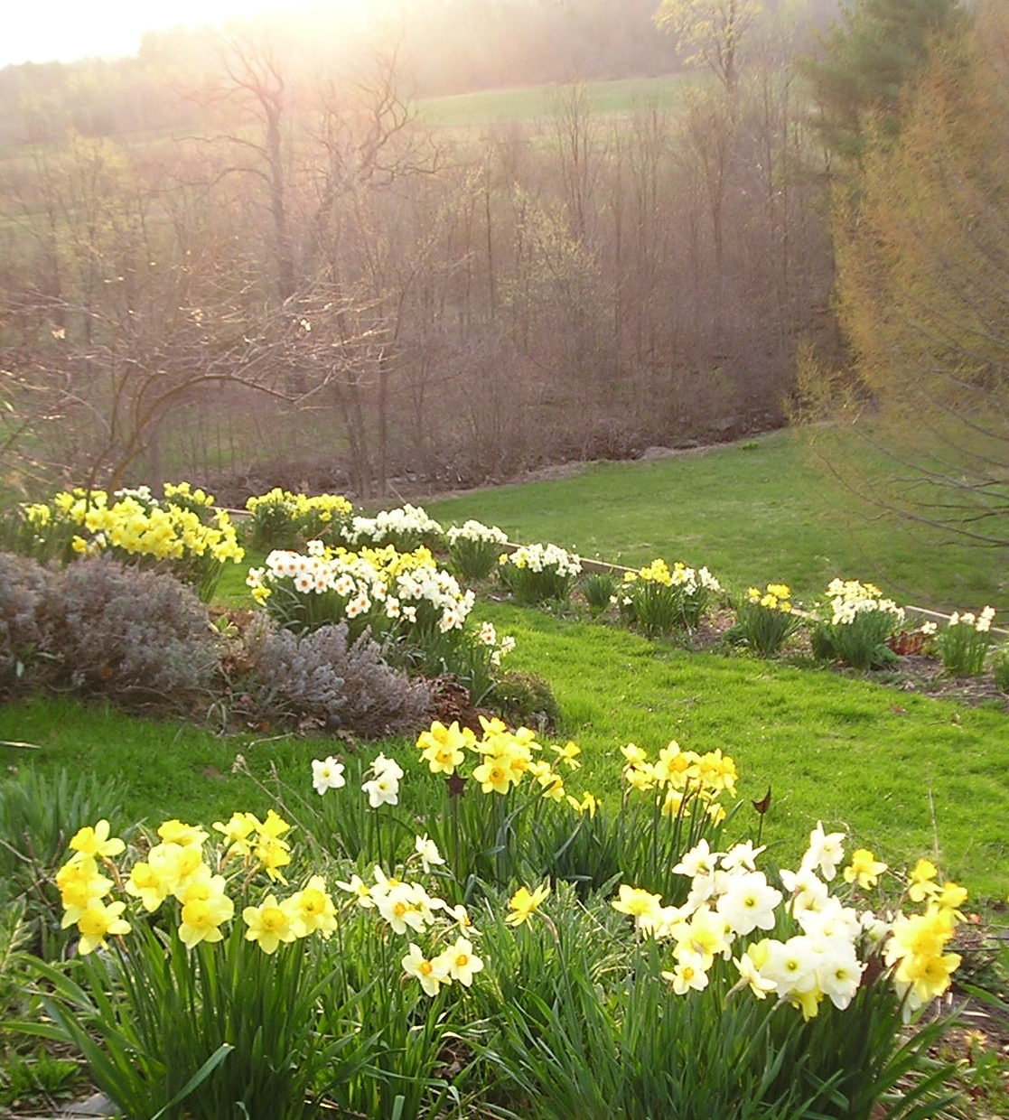 Make Way for Daffodils Longfield Gardens