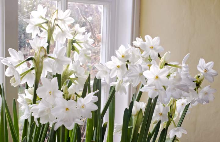 Paperwhite Narcissus - Longfield Gardens