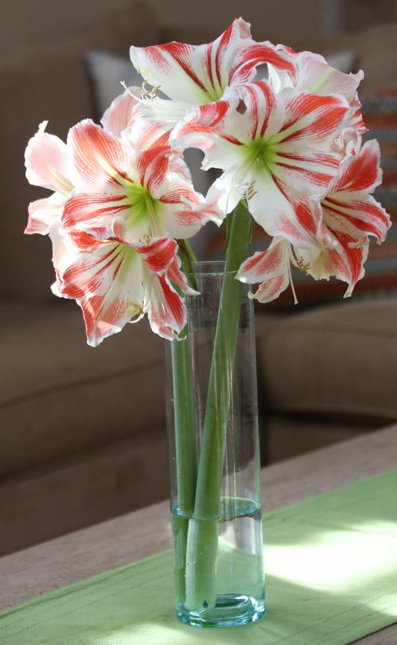 how to increase amaryllis bulb size