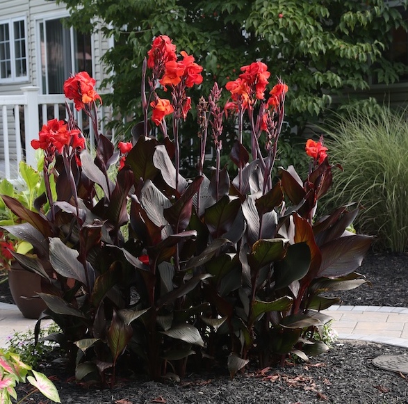 Canna Lilies are Wow Plants for Your Summer Garden - Longfield Gardens