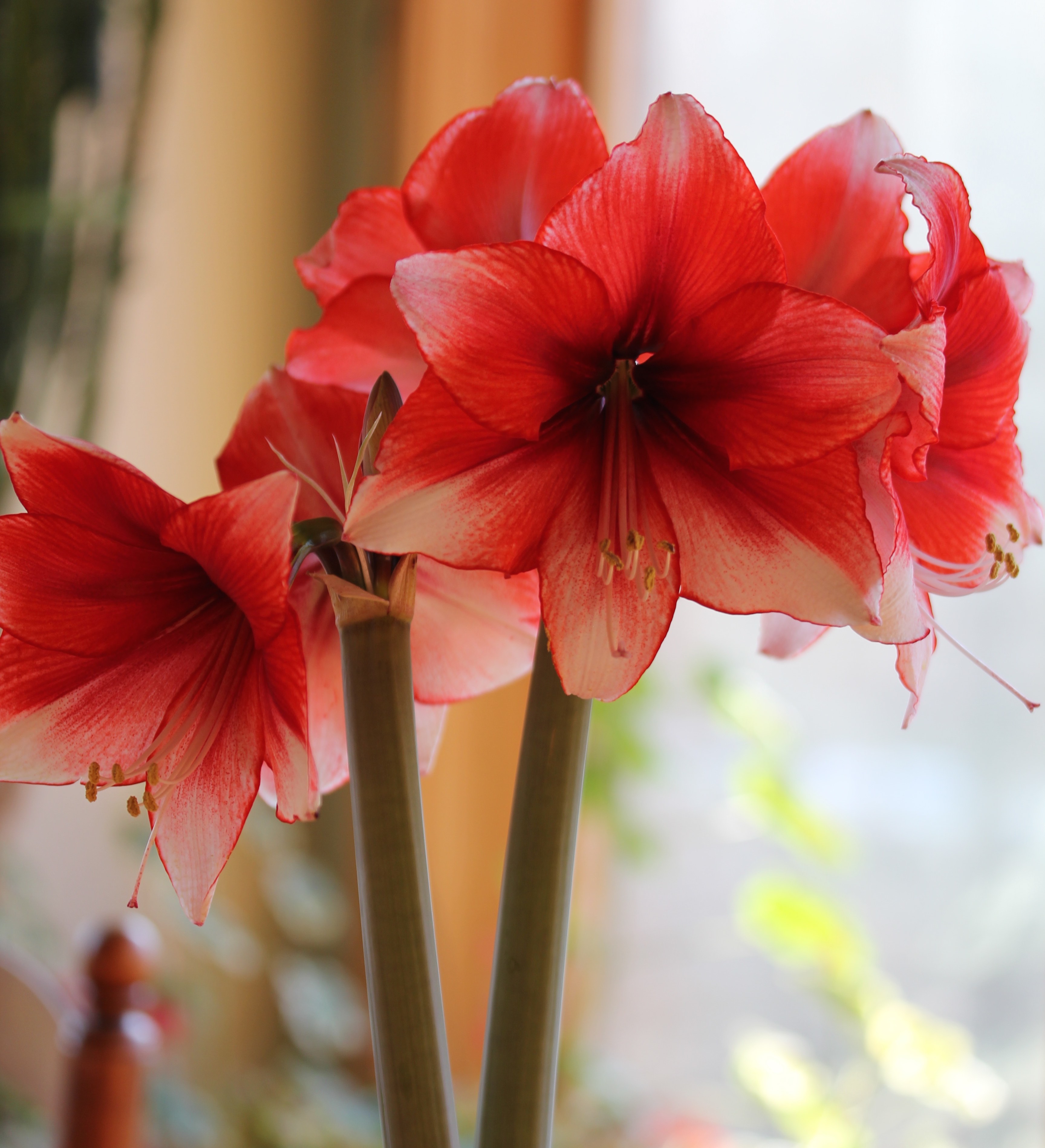 What to Do with Amaryllis Bulbs After They Bloom Longfield Gardens