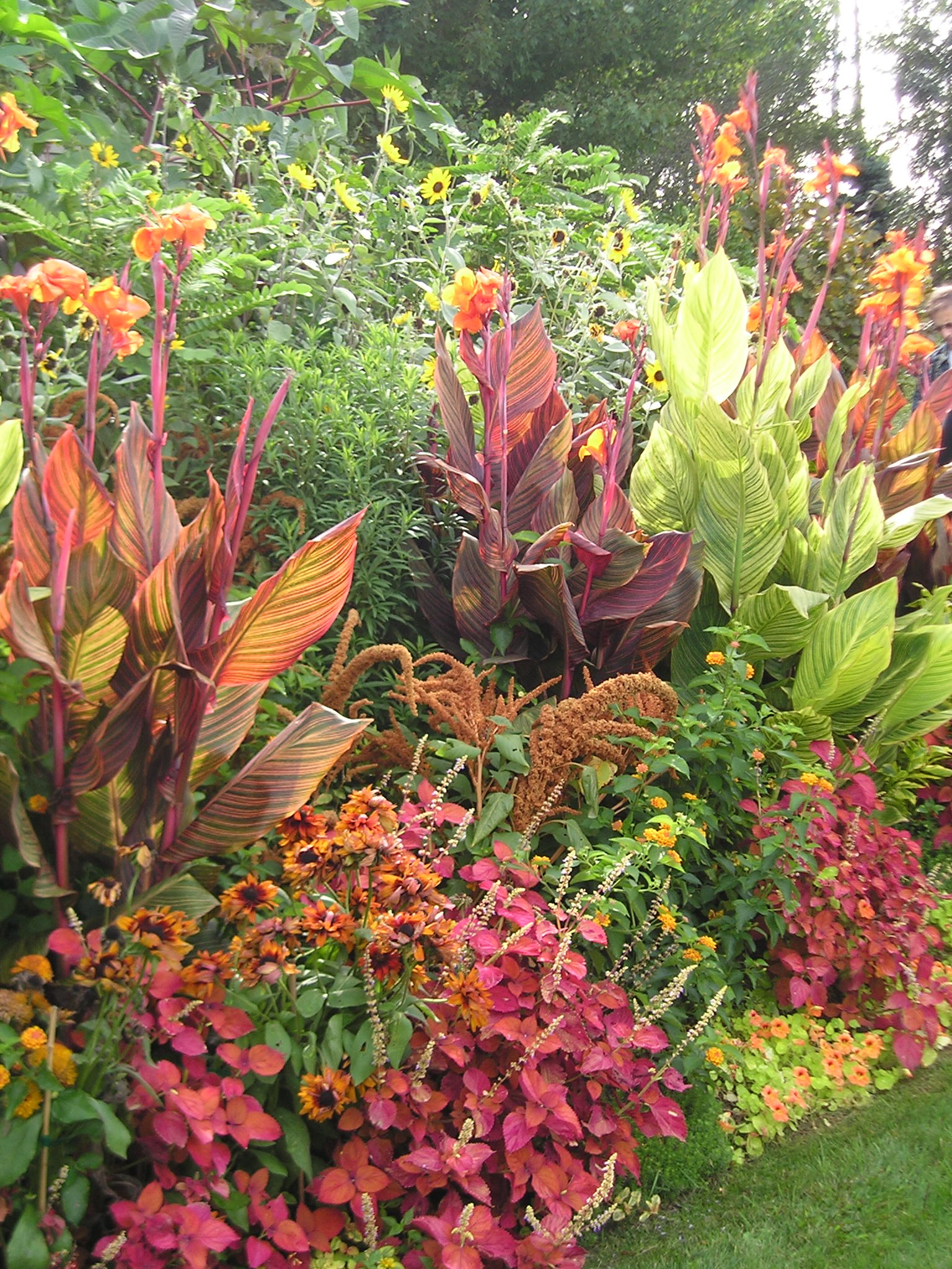 Wow Plants For Your Summer Garden Tropicanna Canna Lilies Longfield 
