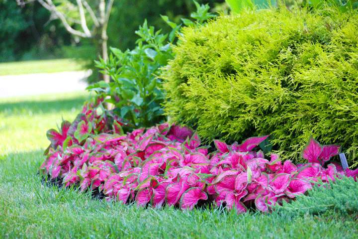 Why Landscape Designers Like Caladiums - Longfield Gardens