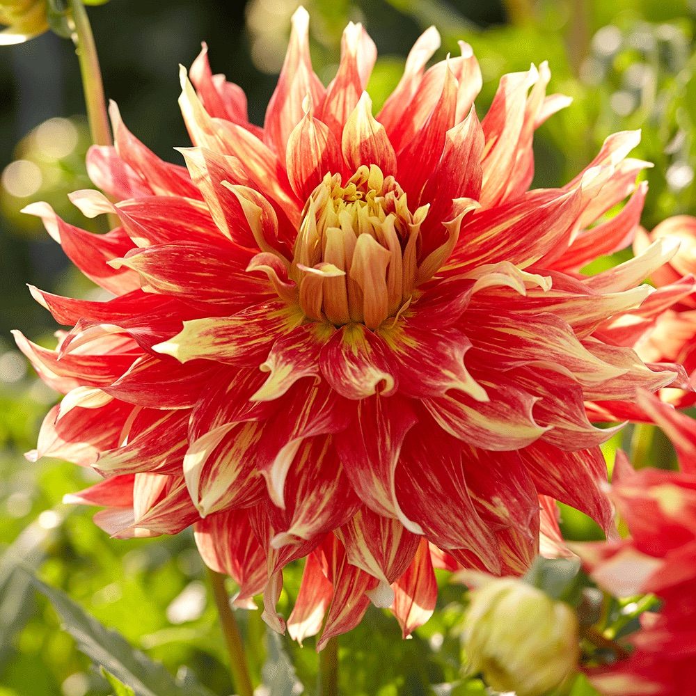 Dahlia Bodacious