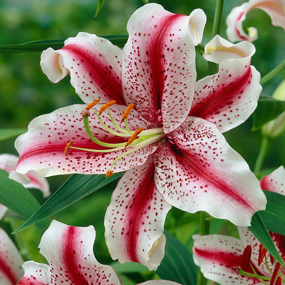 why-is-stargazer-the-world-s-most-popular-lily-longfield-gardens