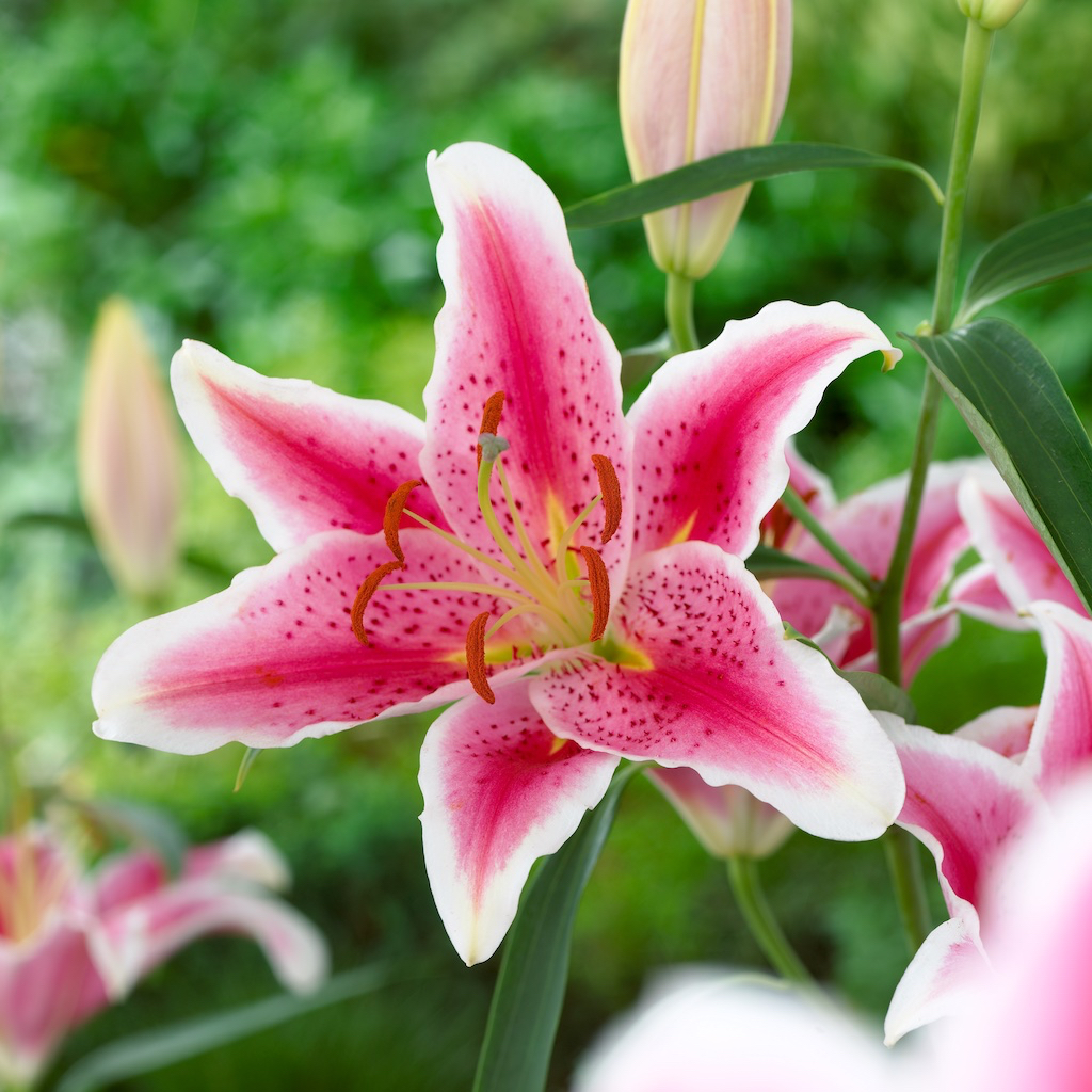 LILY01Stargazer