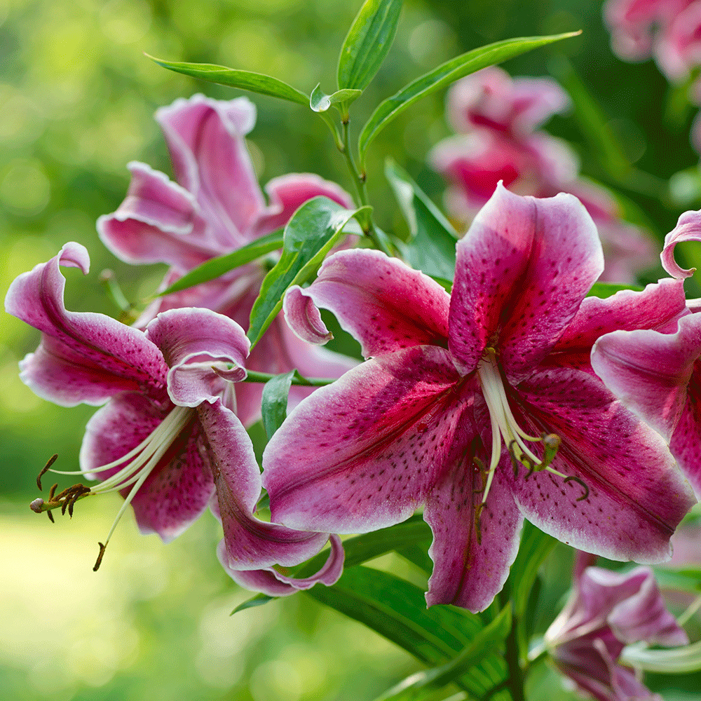 Why is Stargazer the World's Most Popular Lily? - Longfield Gardens