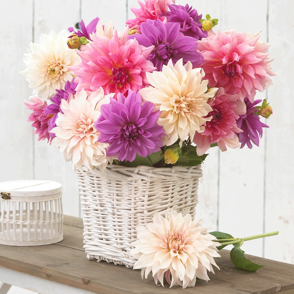 Dinnerplate Dahlia Bouquet