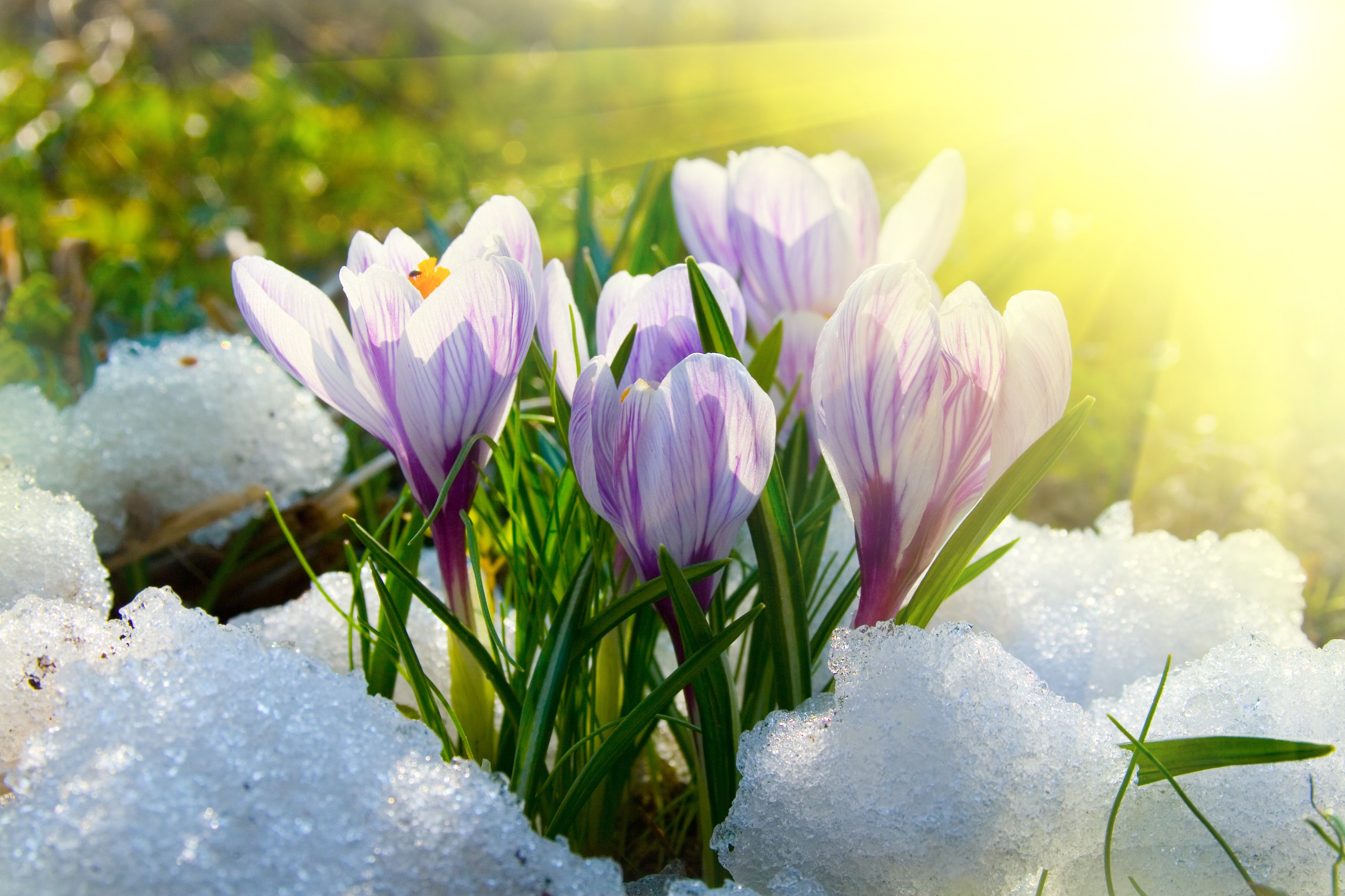 Why Snow is Good for Spring Bulbs Longfield Gardens