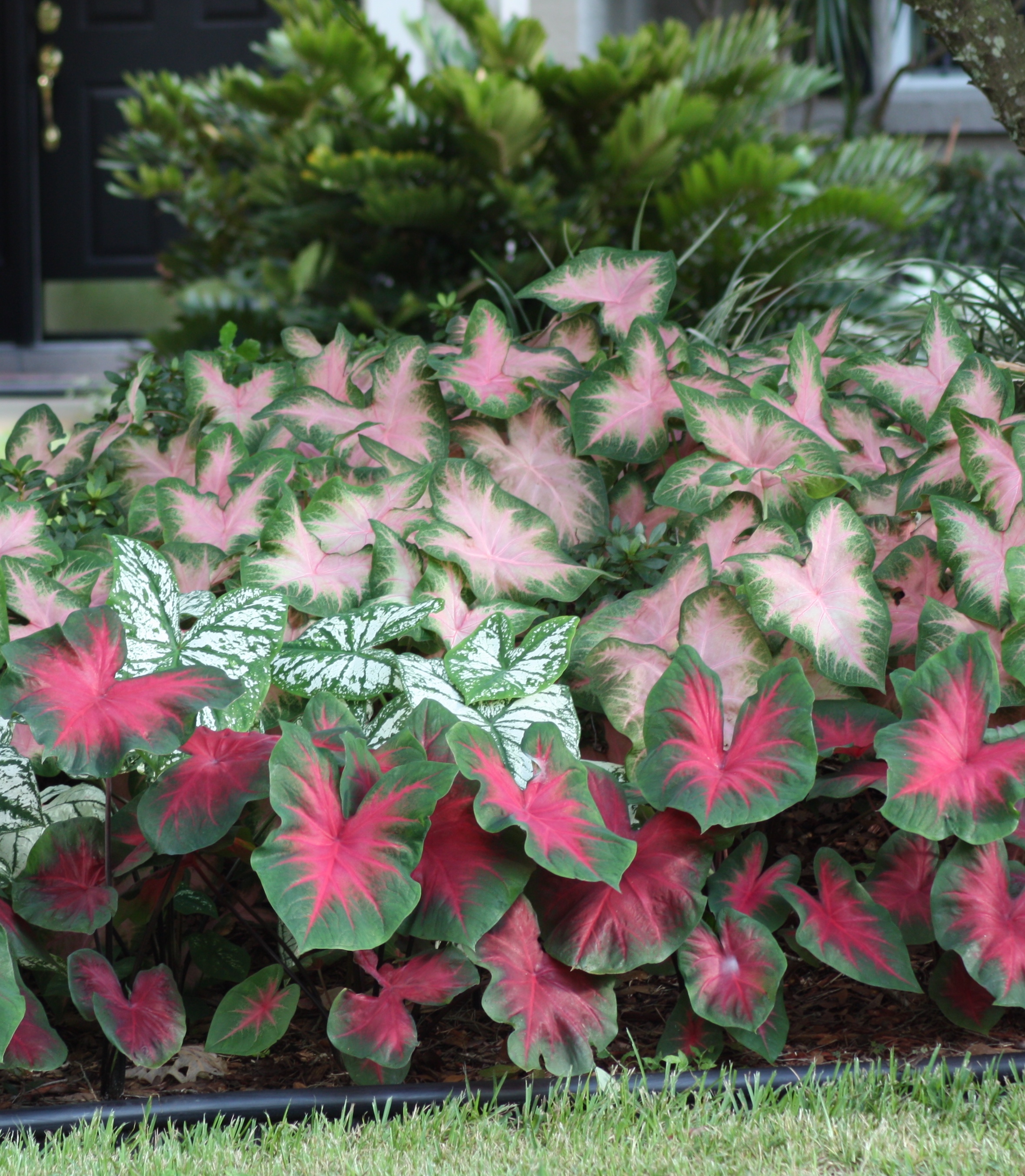 6 Tips For Growing Caladiums In Zones 5 7 Longfield Gardens