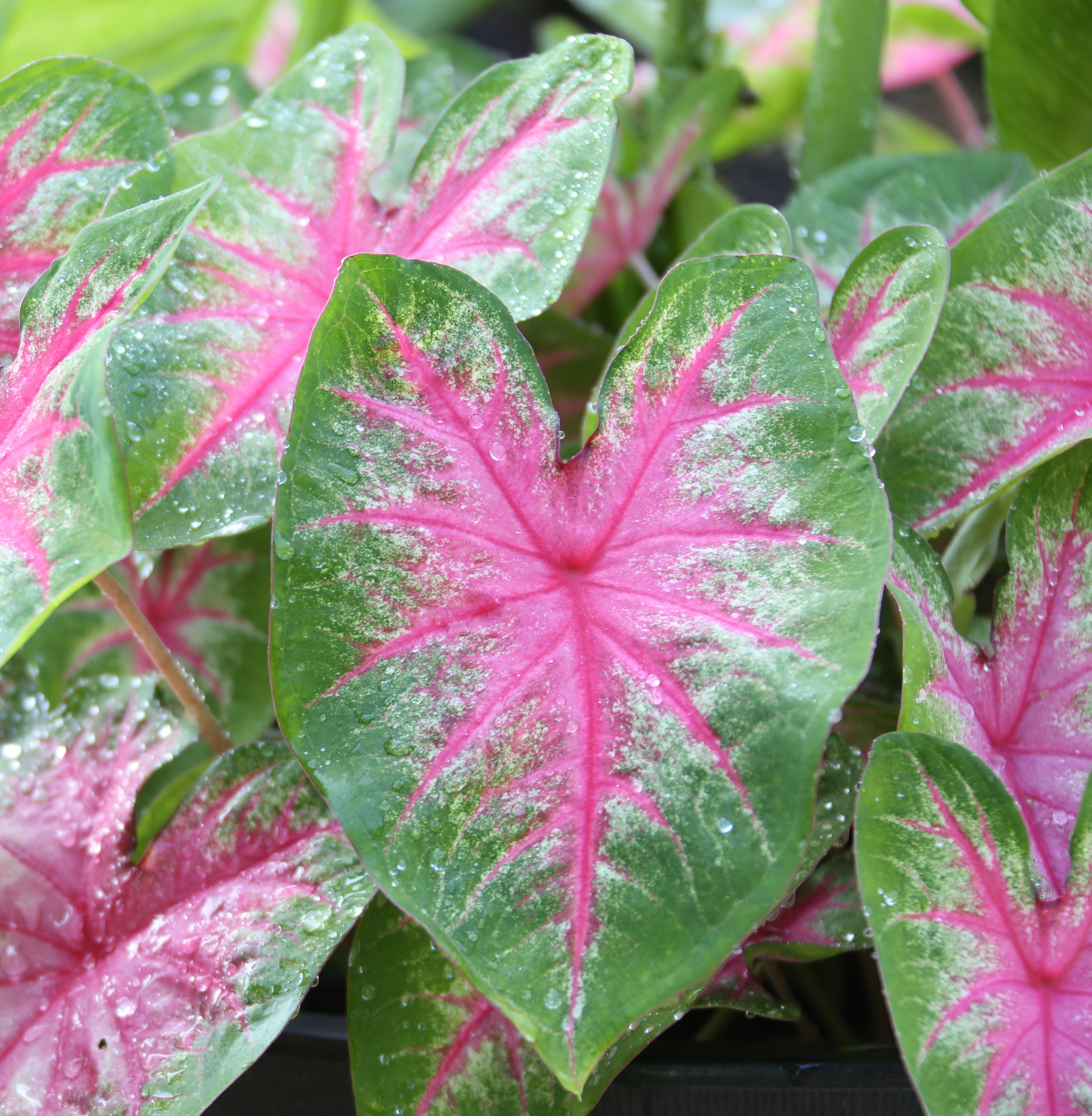 Caladium plant Idea