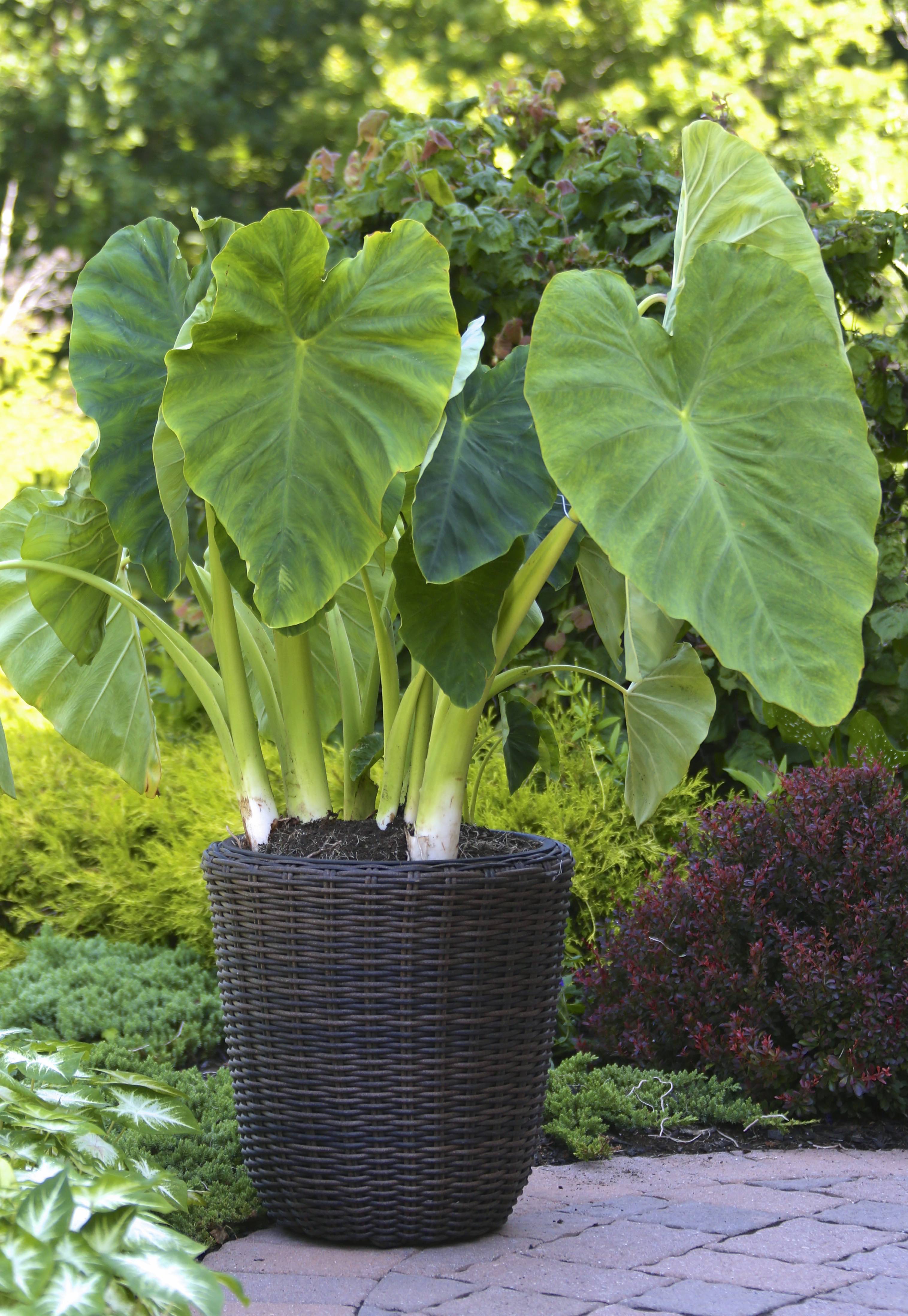 Elephant Ears: Late Summer Fireworks for Pots and Planters - Longfield