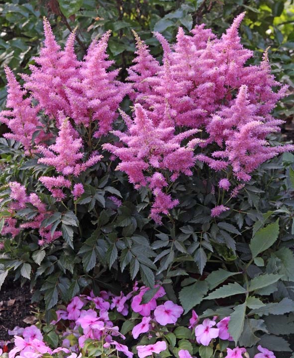 Astilbe_x_Esther_IMG_5195_2