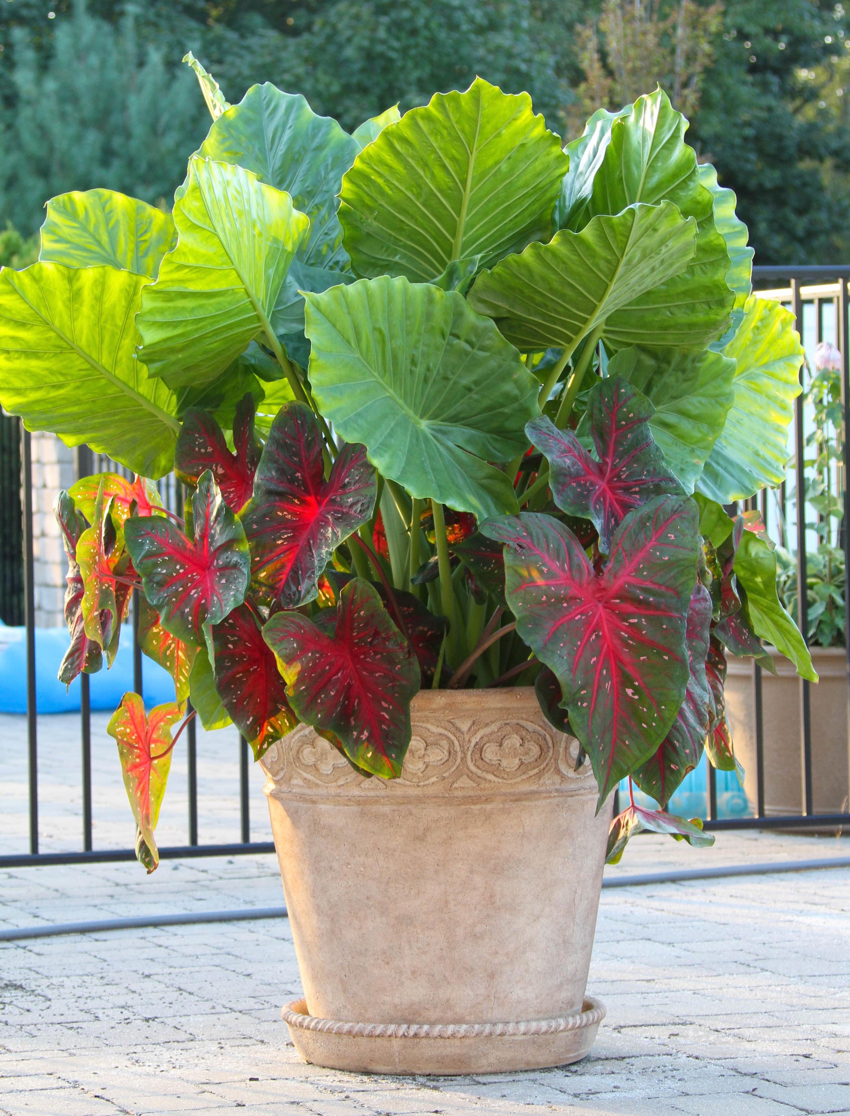 Elephant Ears: Late Summer Fireworks for Pots and Planters - Longfield