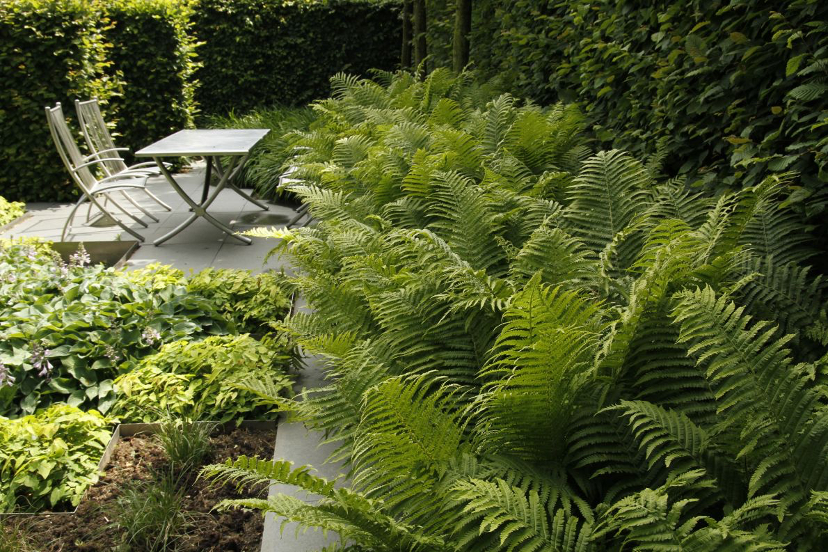 How To Make Your Shade Garden Shine Longfield Gardens 9639