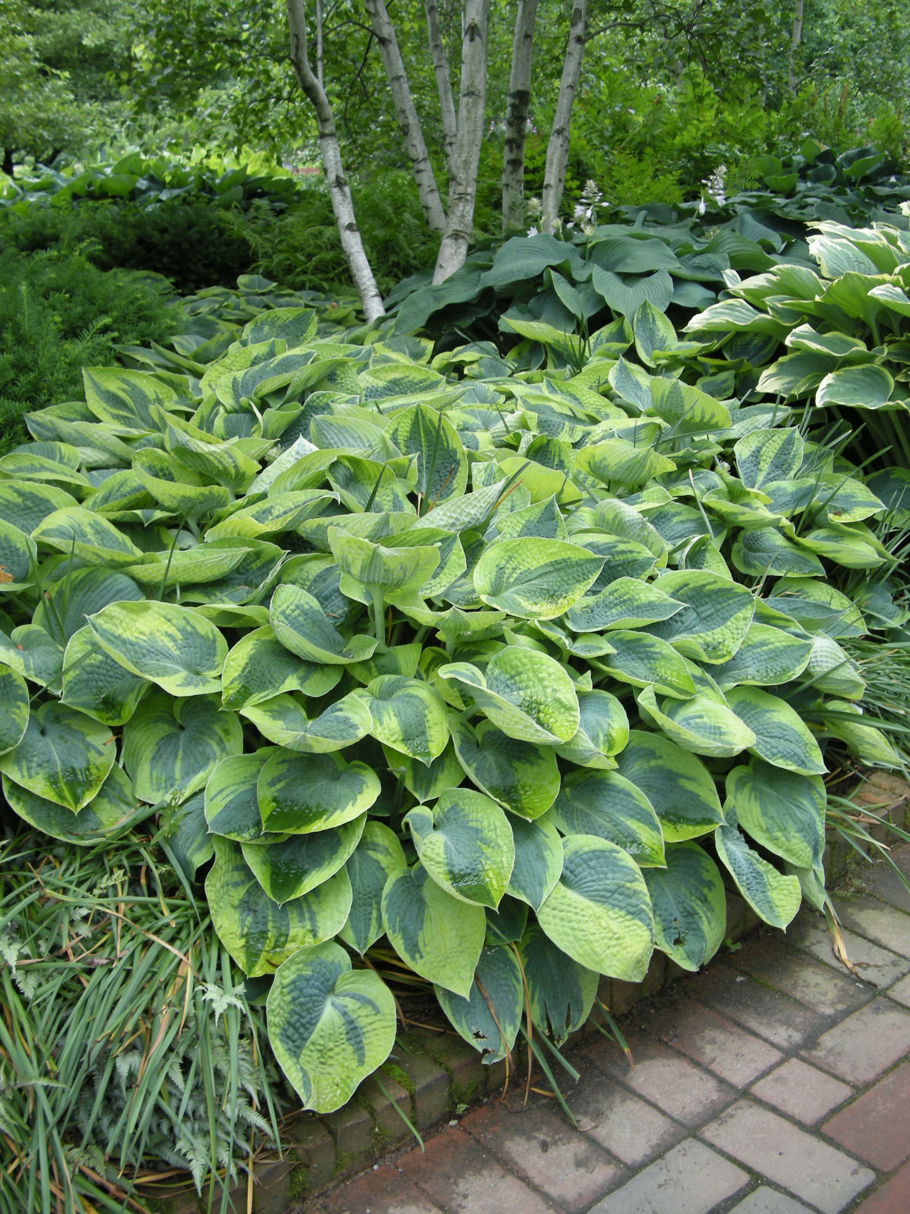 Hosta_Tokudama_Flavocircinalis