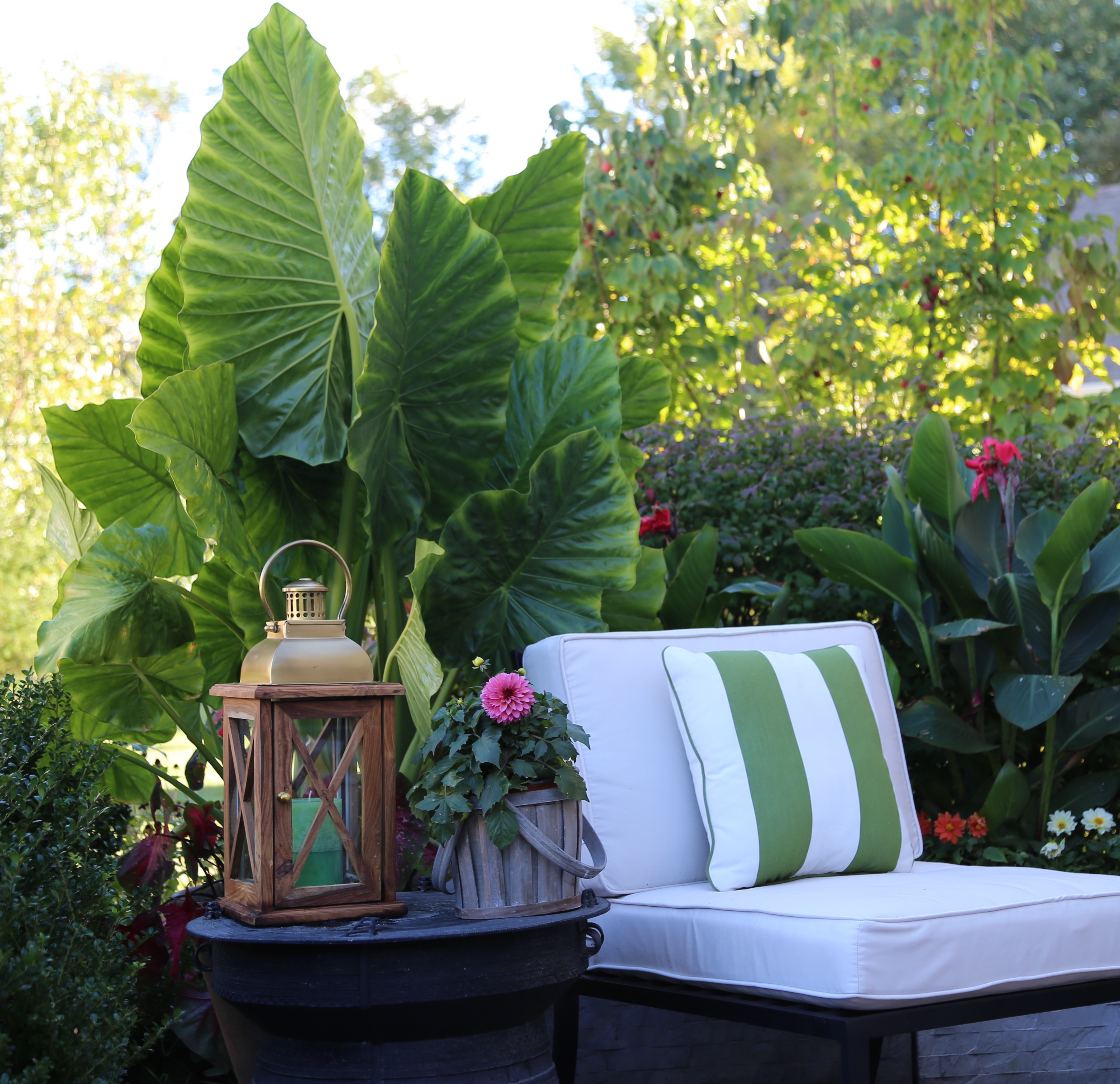 Elephant Ears: Late Summer Fireworks for Pots and Planters - Longfield