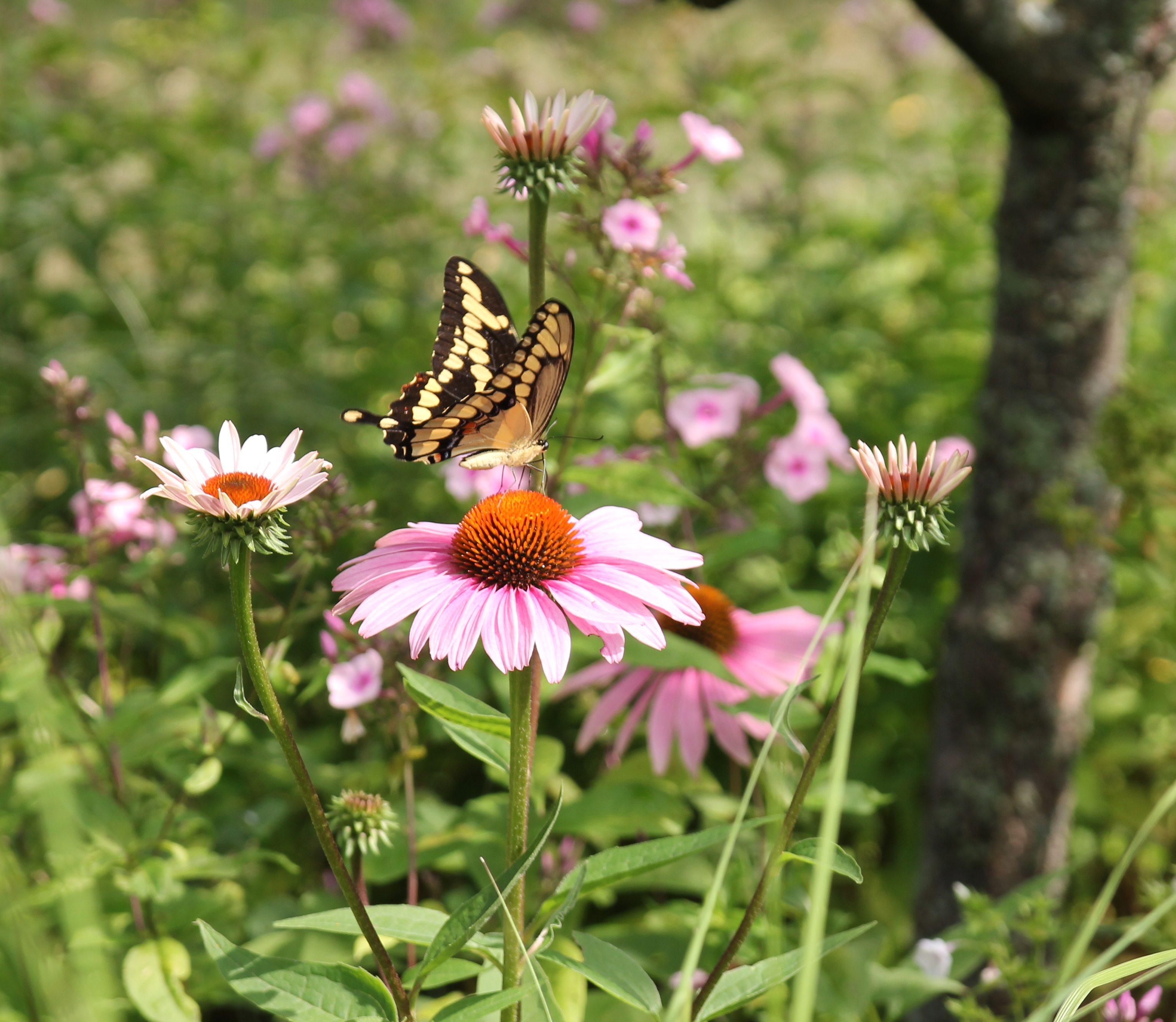 Make Your Flower Garden More Butterfly-Friendly - Longfield Gardens