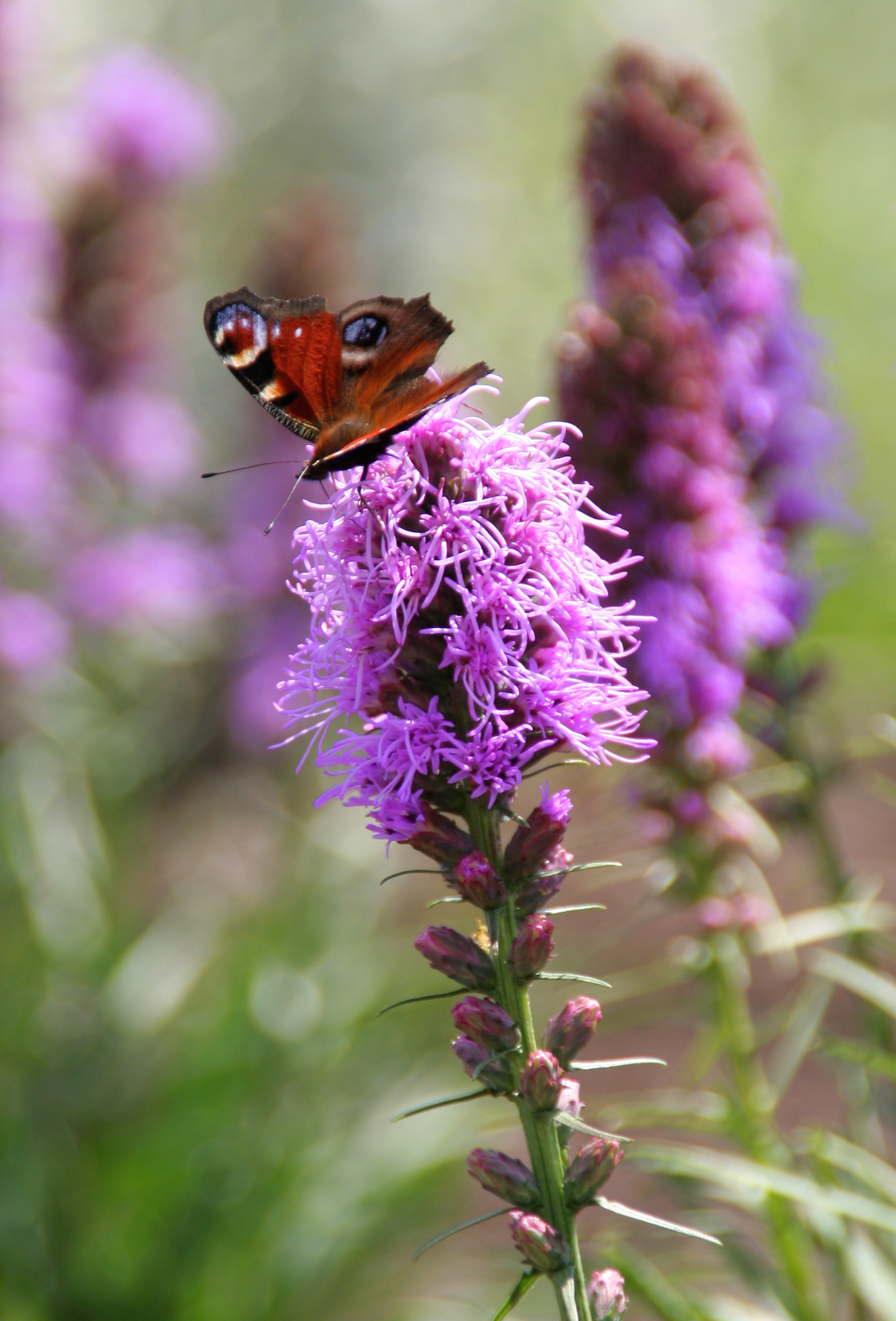 Make Your Flower Garden More Butterfly-Friendly - Longfield Gardens