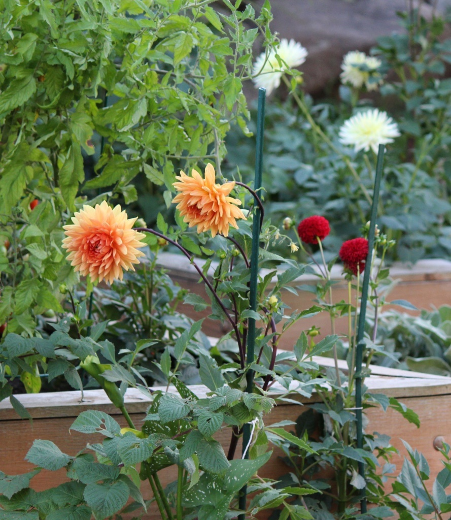 thumb_Tomatoes.Raspberries.Dahlias_1_1024