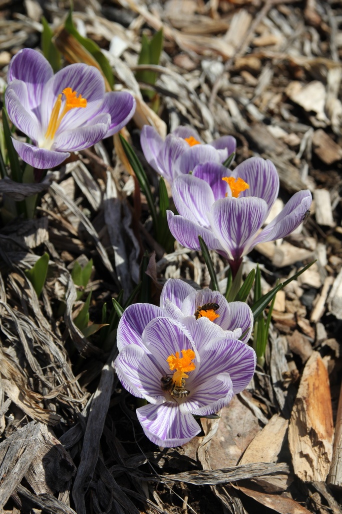 pickwick crocus with bees