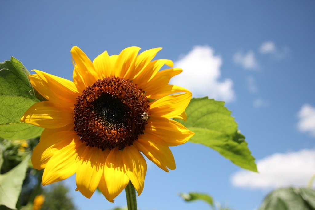 sunflower with bees