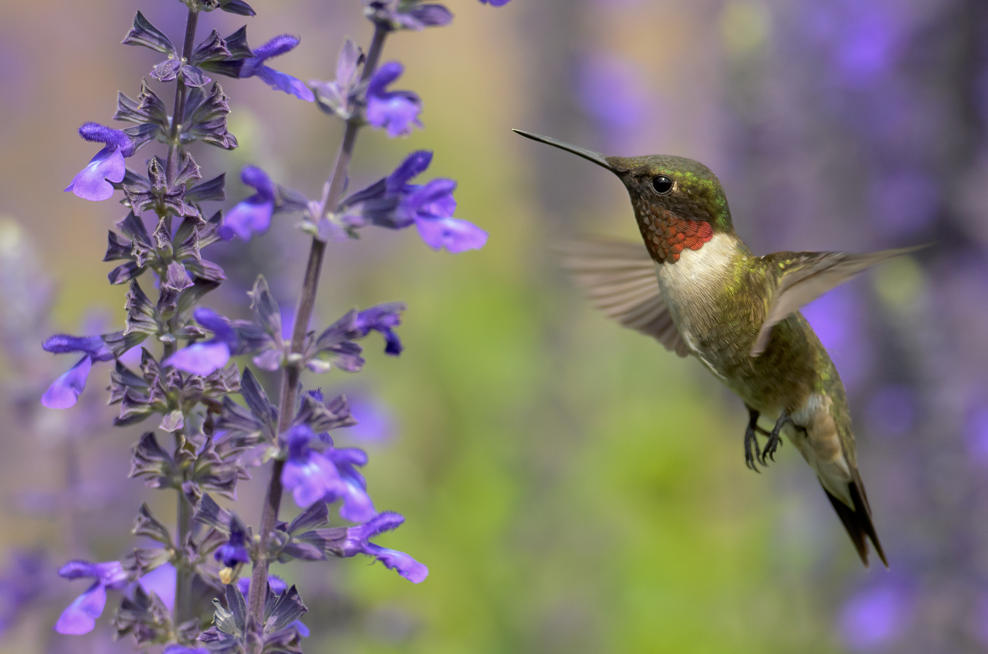 Which Flowers Do Hummingbirds Like Best? Longfield Gardens