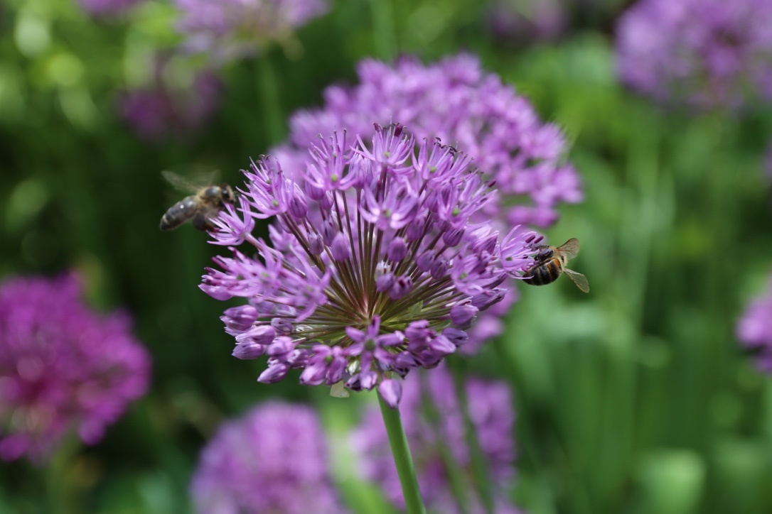 purple alliums with bees