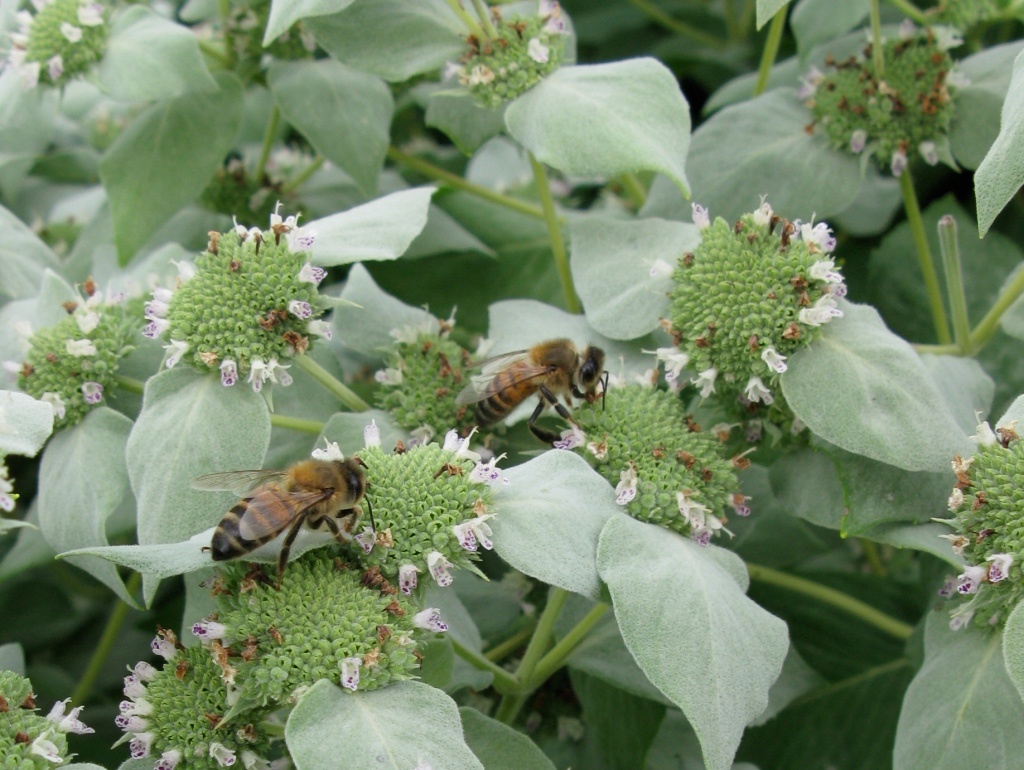 monarda with bees