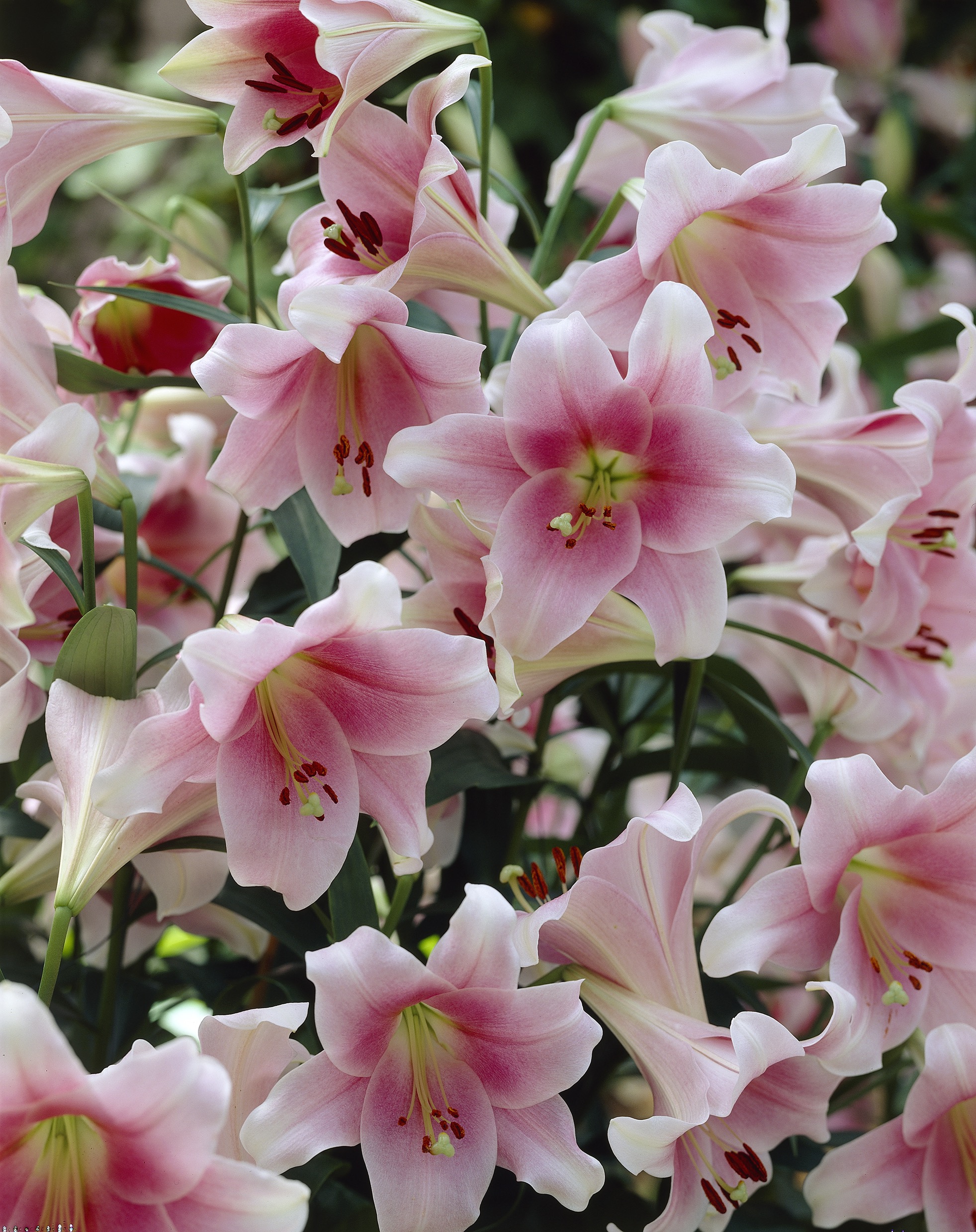 Do lilies have a scent? – Harmony Harvest Farm