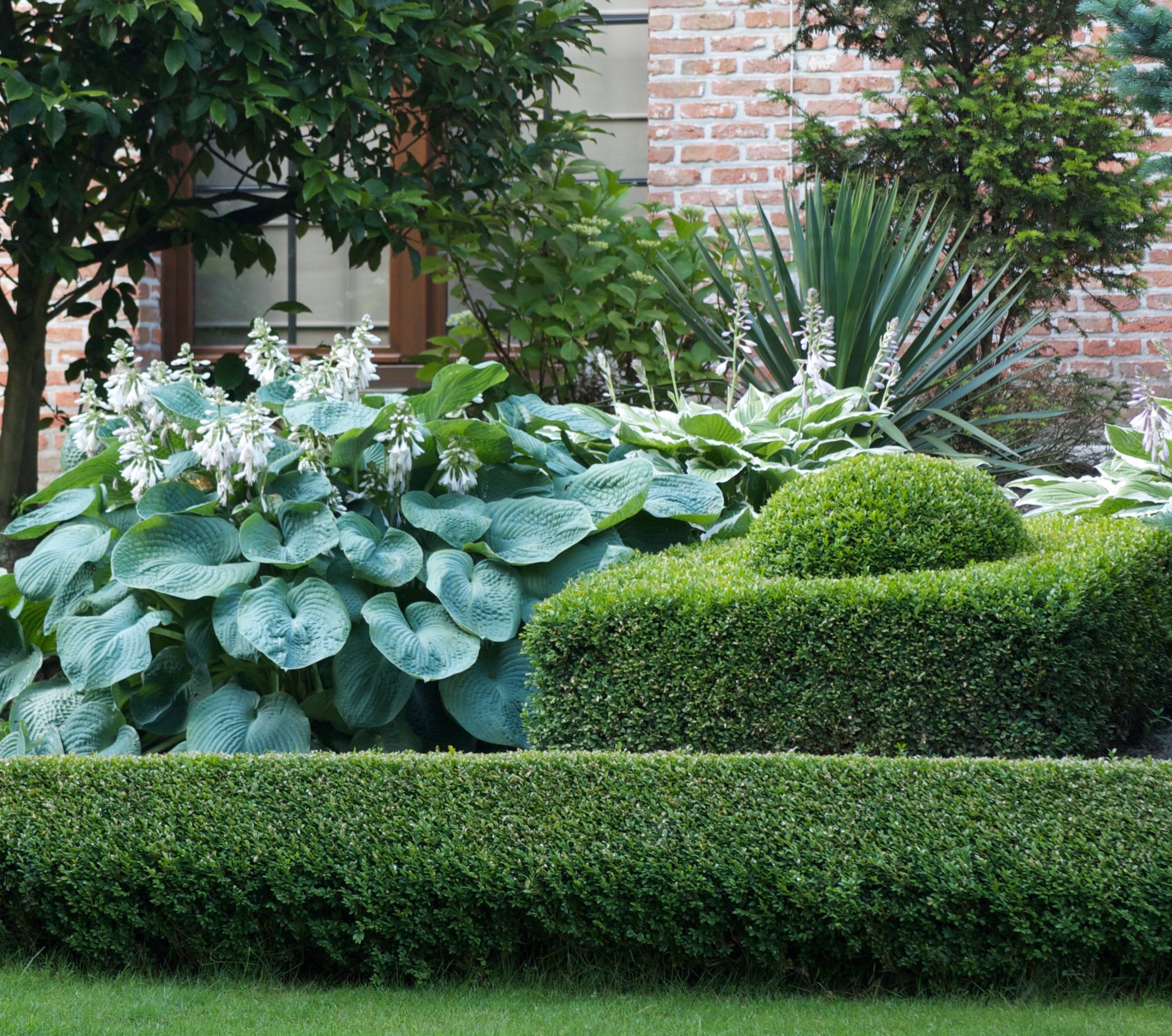 big-leaved hosta bressingham blue