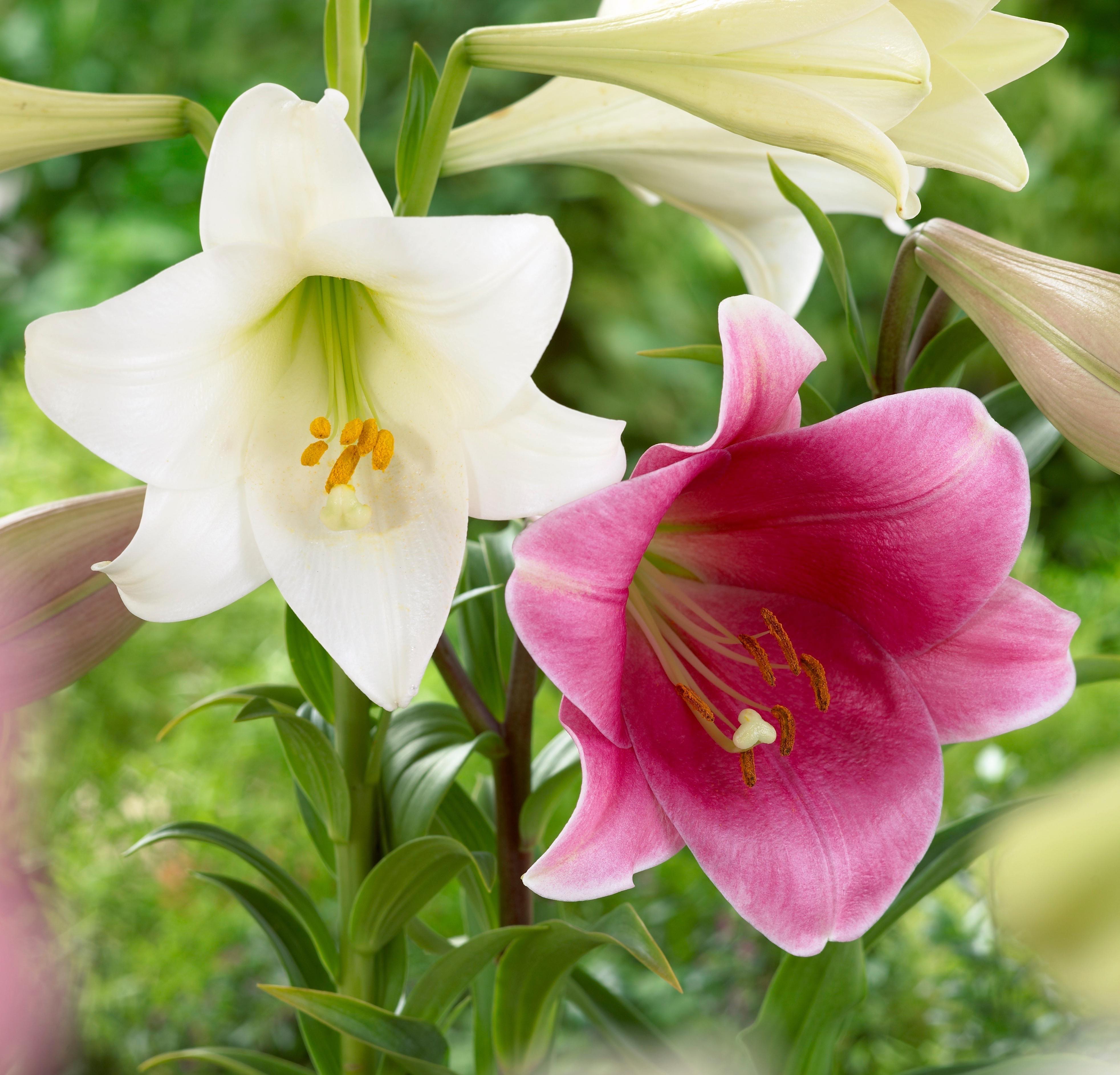 Lilium_Pink_Heaven_Lilium_White_Heaven_1