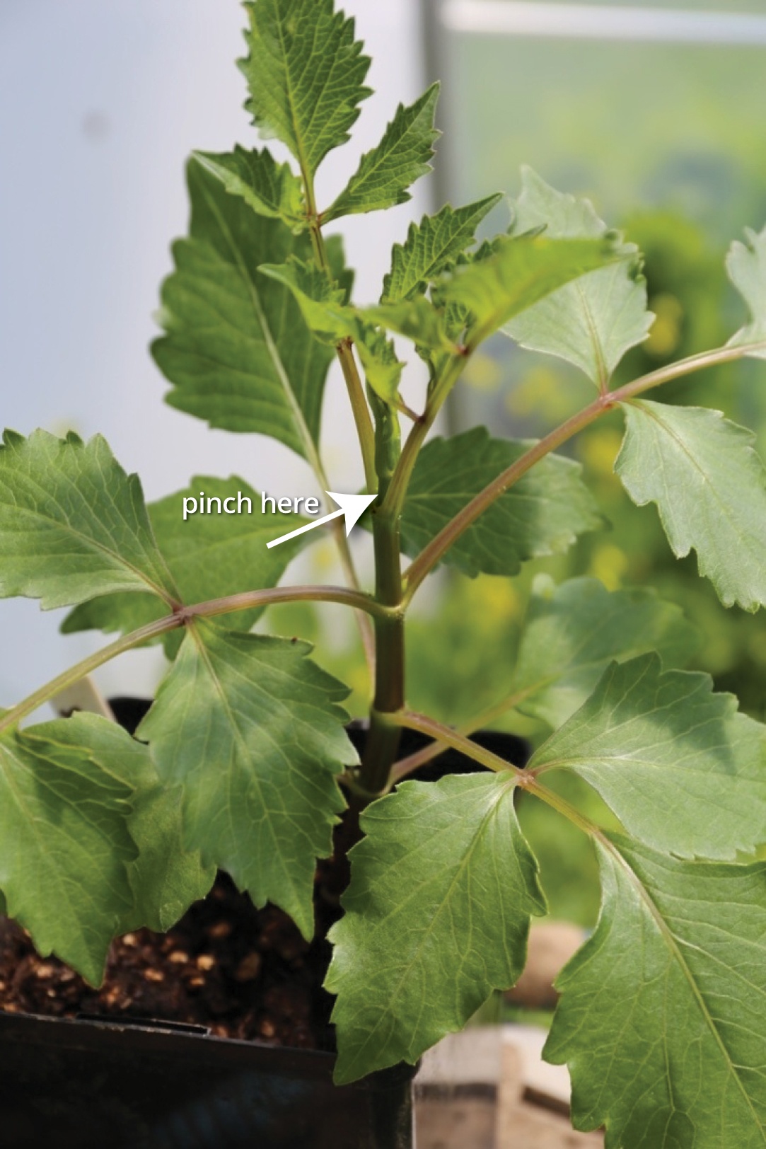 Dahlias from Bud to Bloom