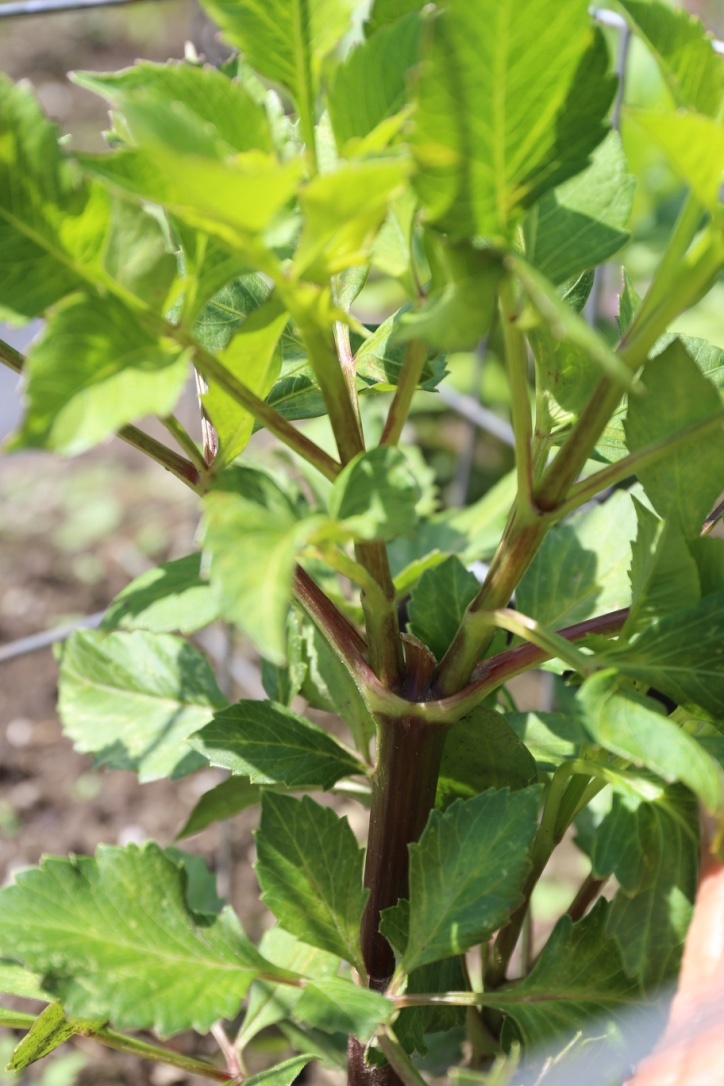 dahlia plant 2 weeks after being pinched