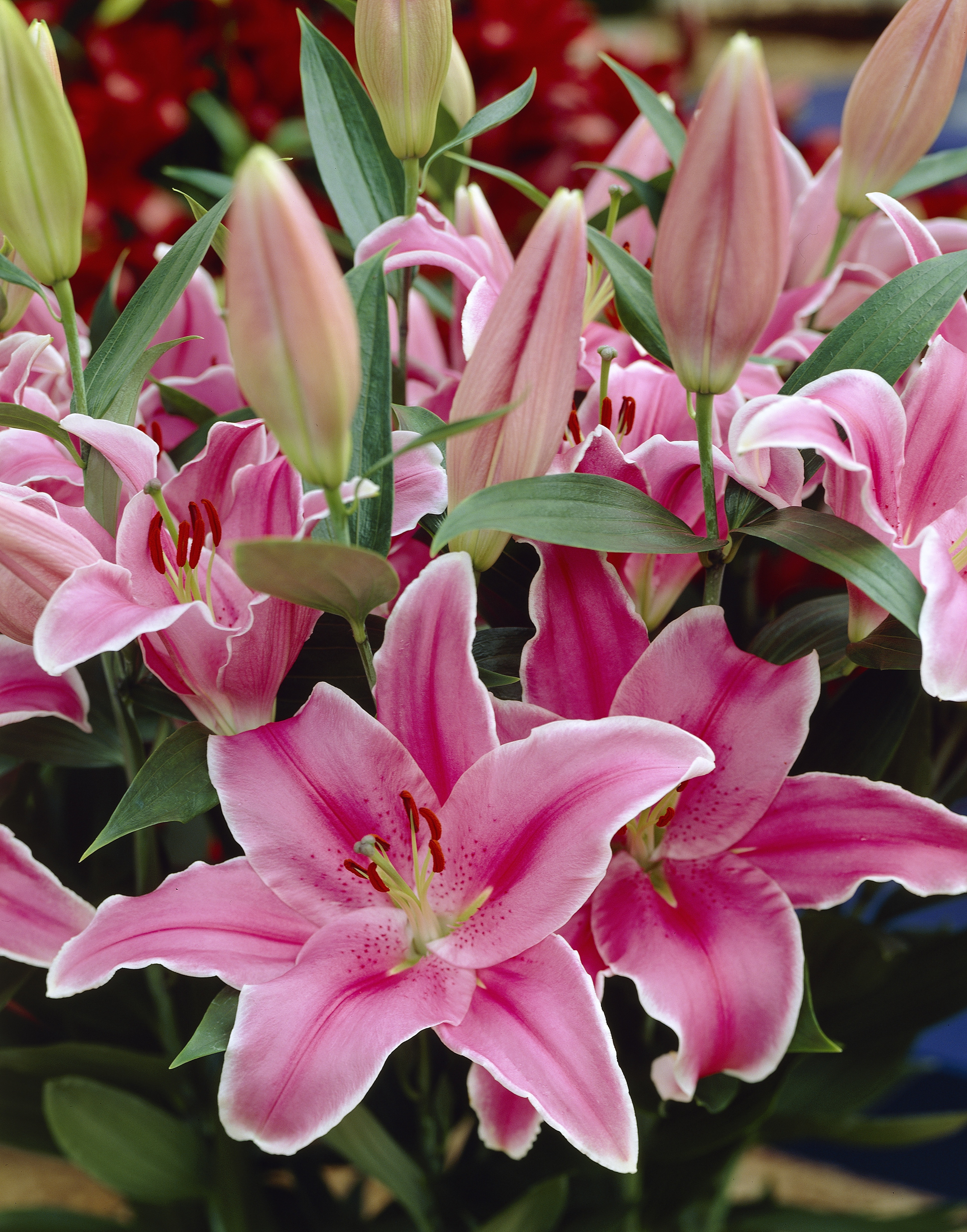 oriental lilies