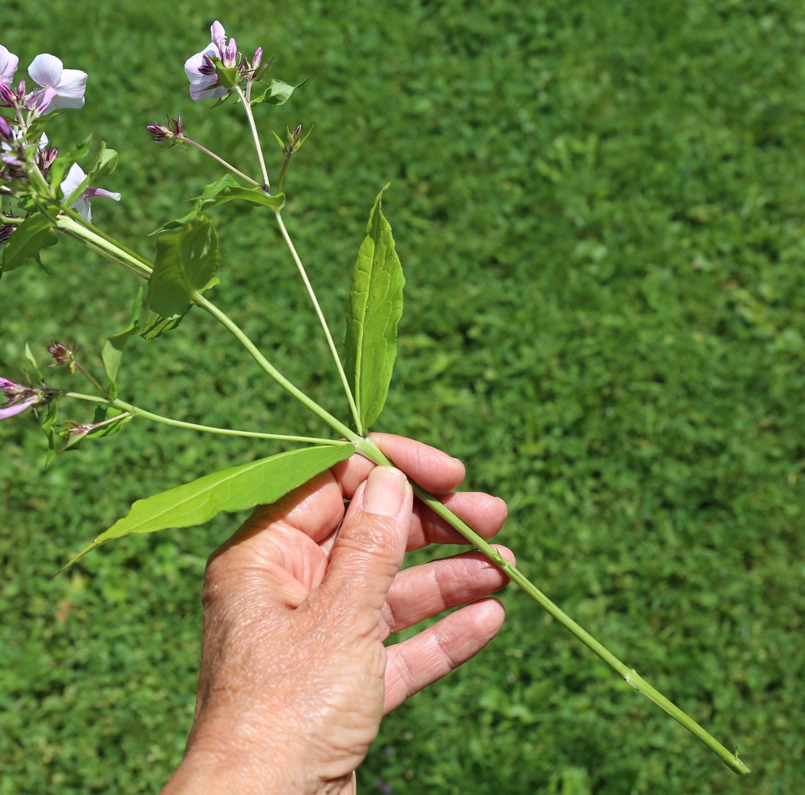 stem length for bouquet