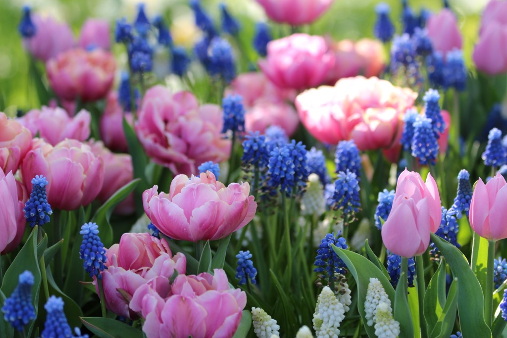 double tulips with muscari