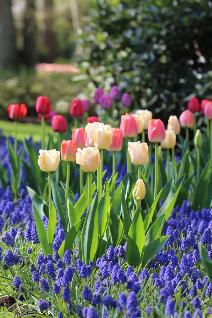 pastel colored tulips