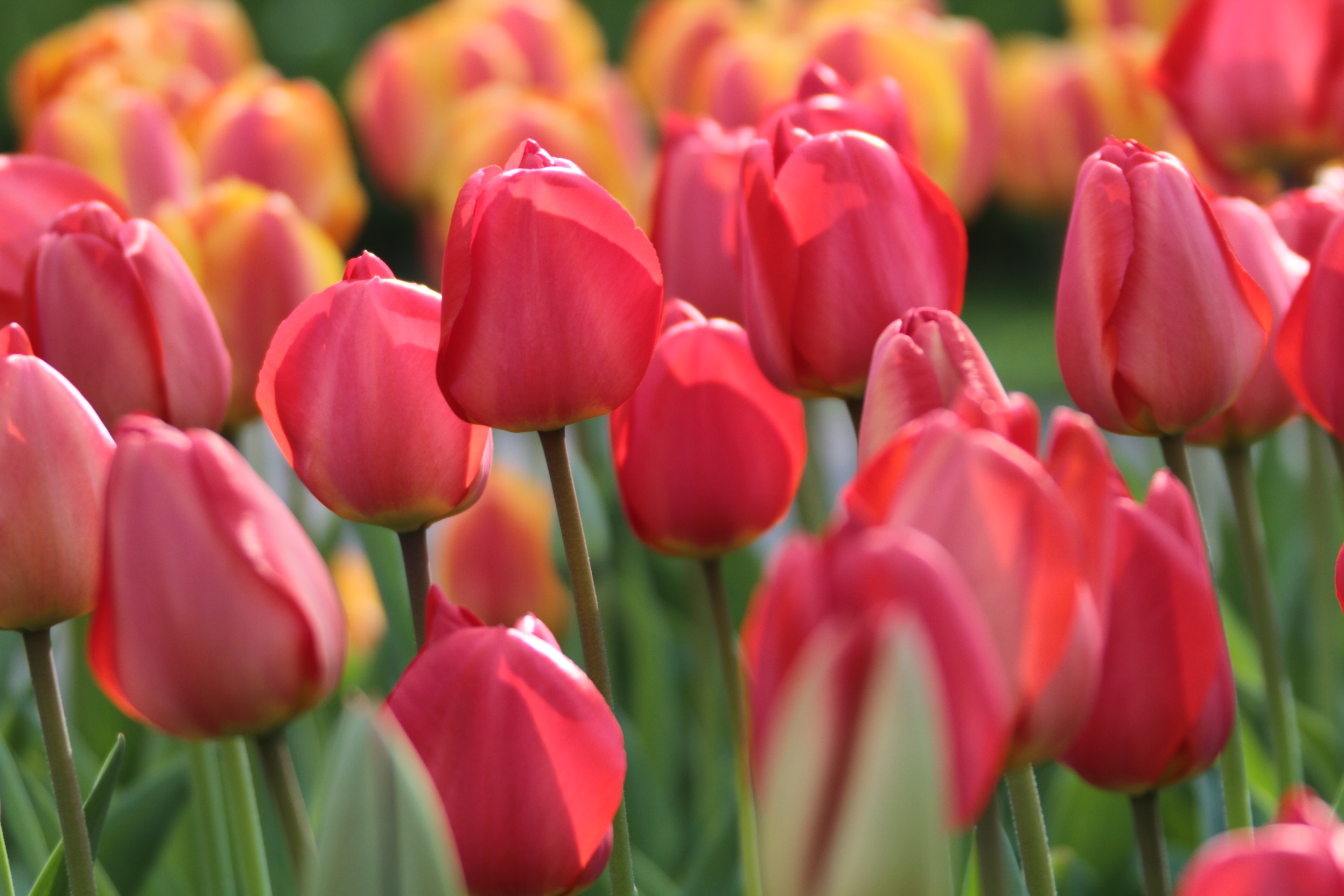 Tulip Timeless Favorites - Longfield Gardens