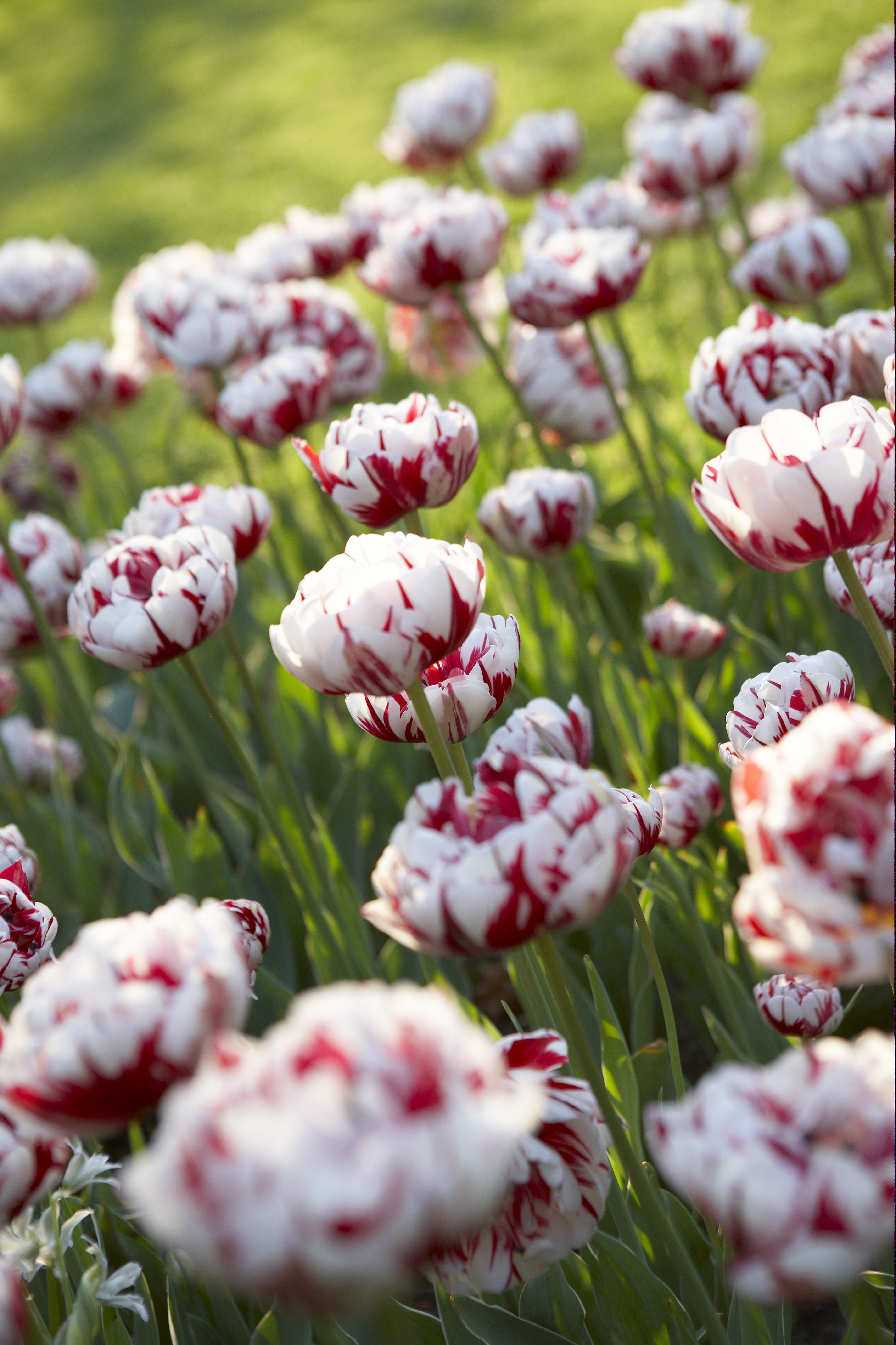 Tulips Timeless Favorites - Longfield Gardens