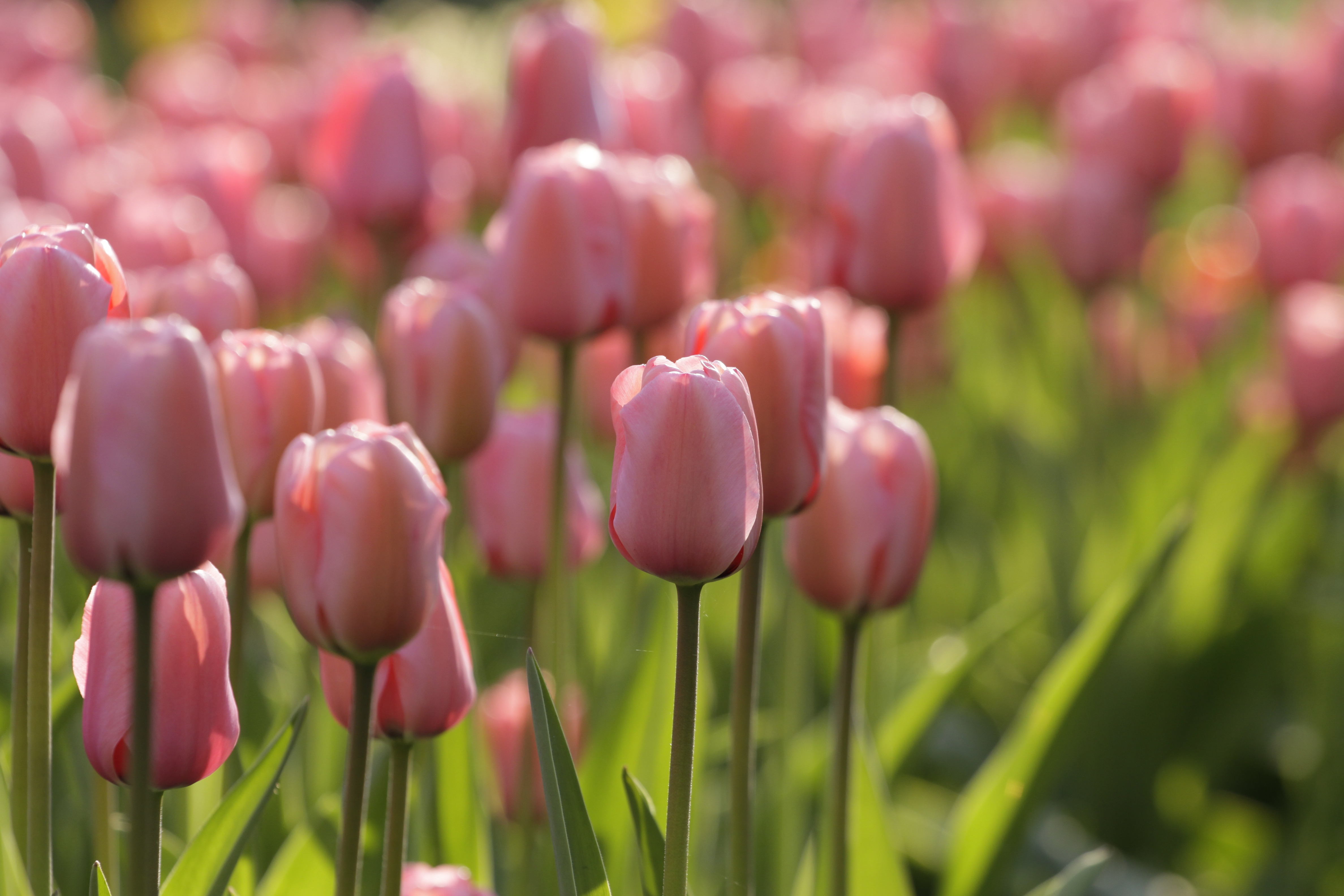 Timeless Favorite Tulips - Longfield Gardens