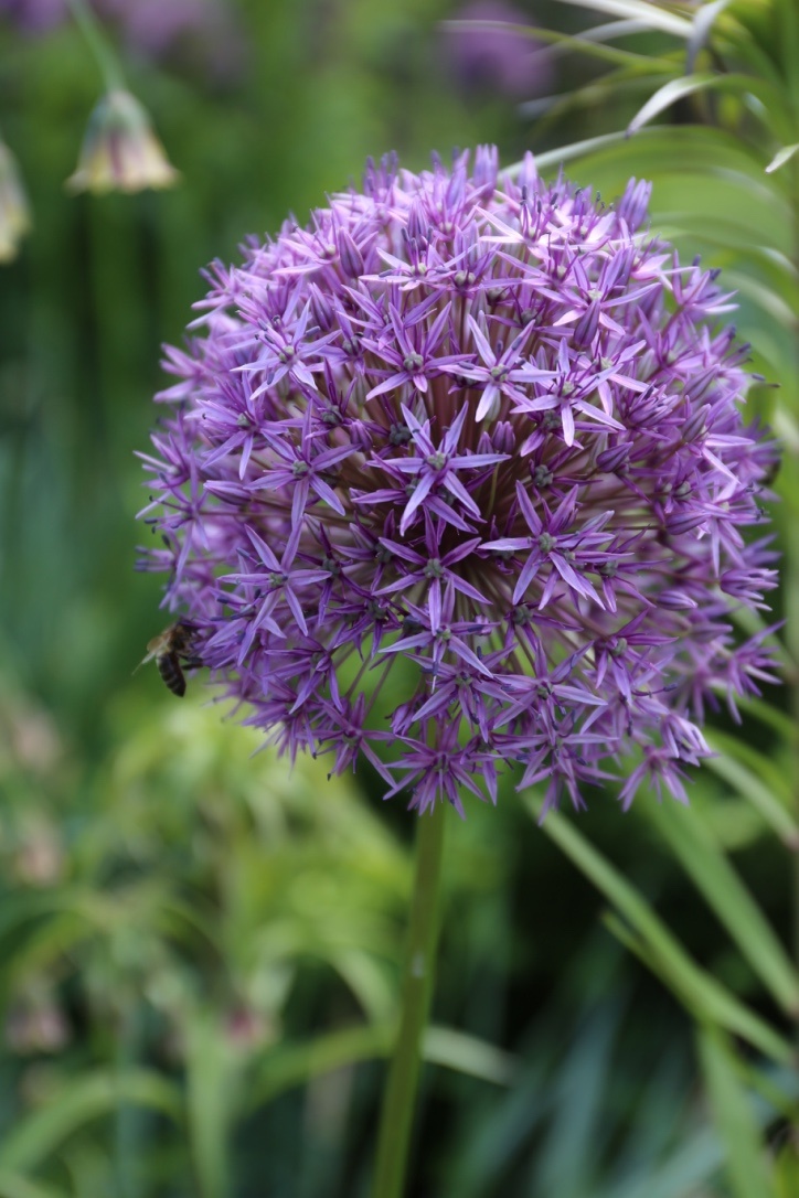 Purple Allium