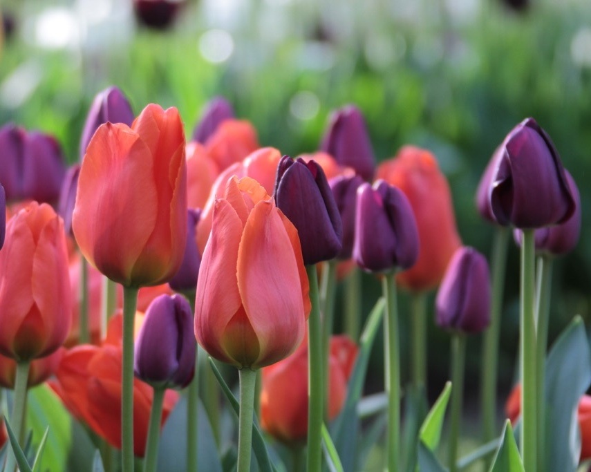Orange and purple tulips
