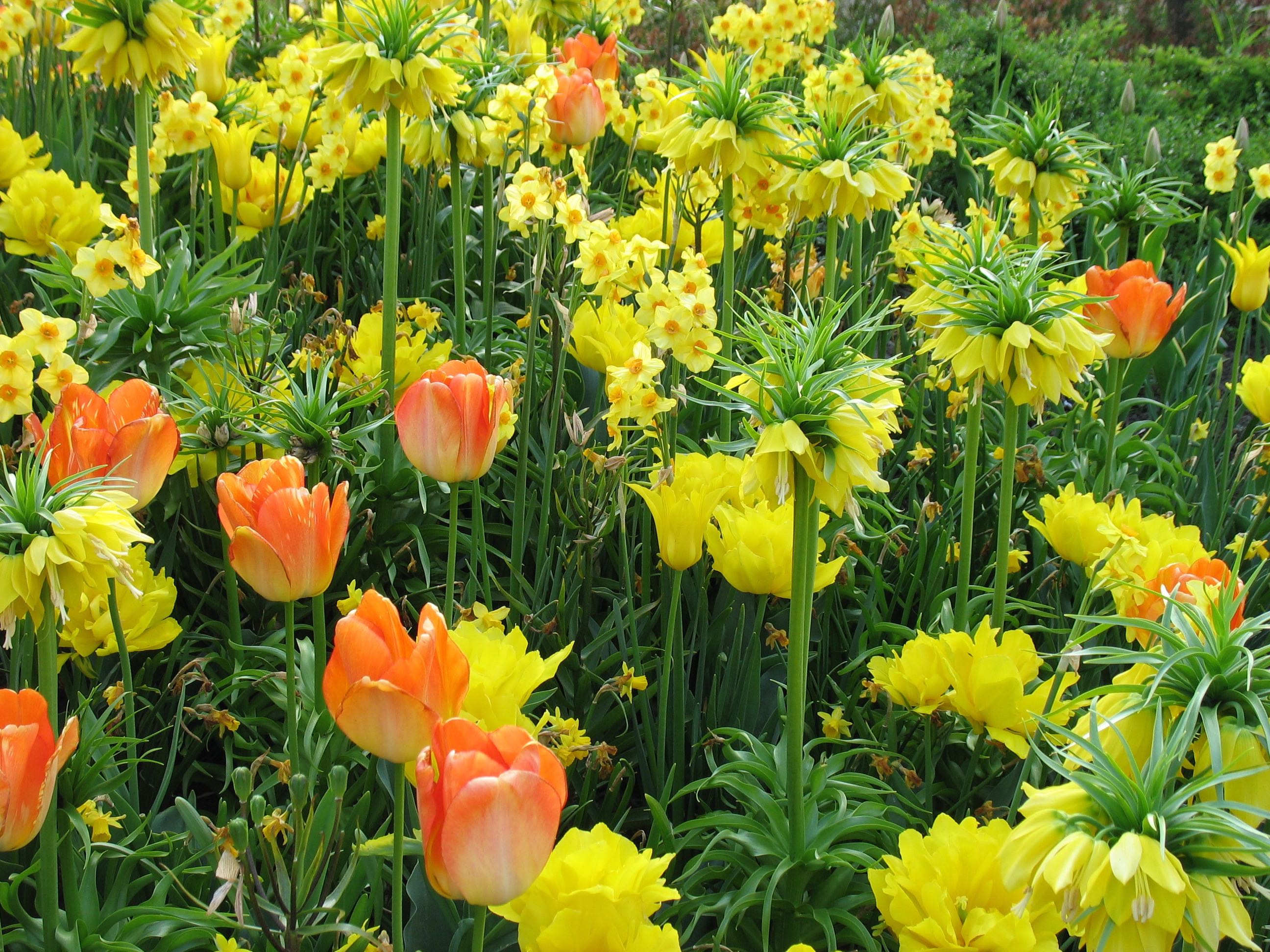 Holland_Keukenhof tulips narcissus fritillaria