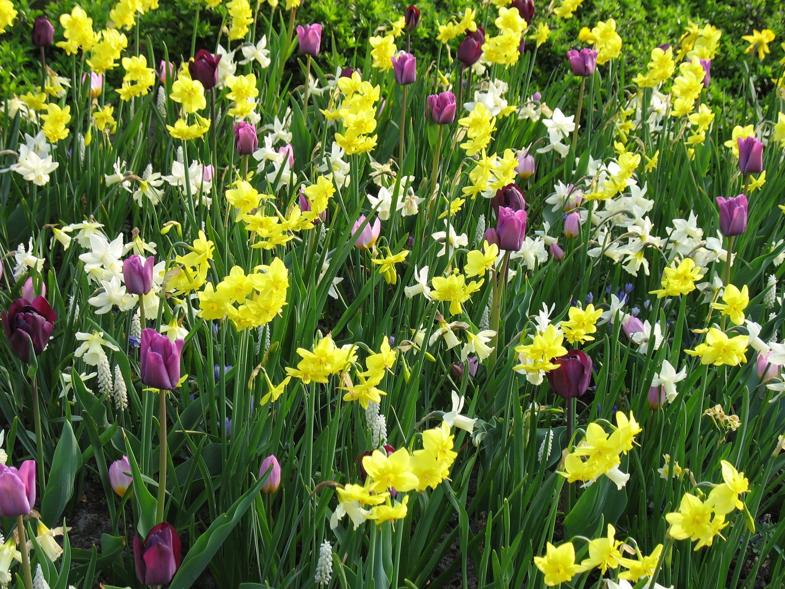 Holland Keukenhof naturalized spring bulbs