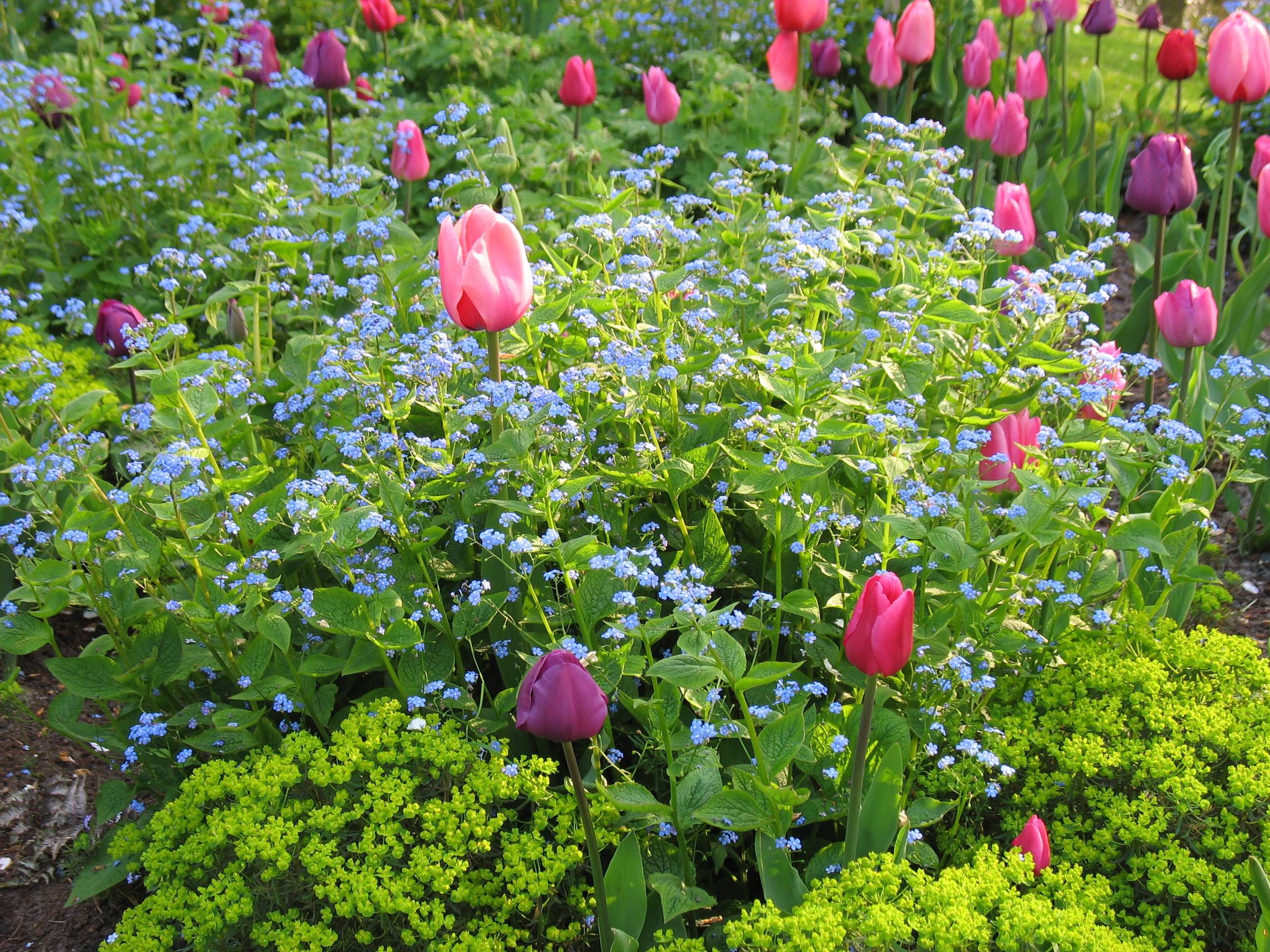 Holland Keukenhof tulips forget-me-nots