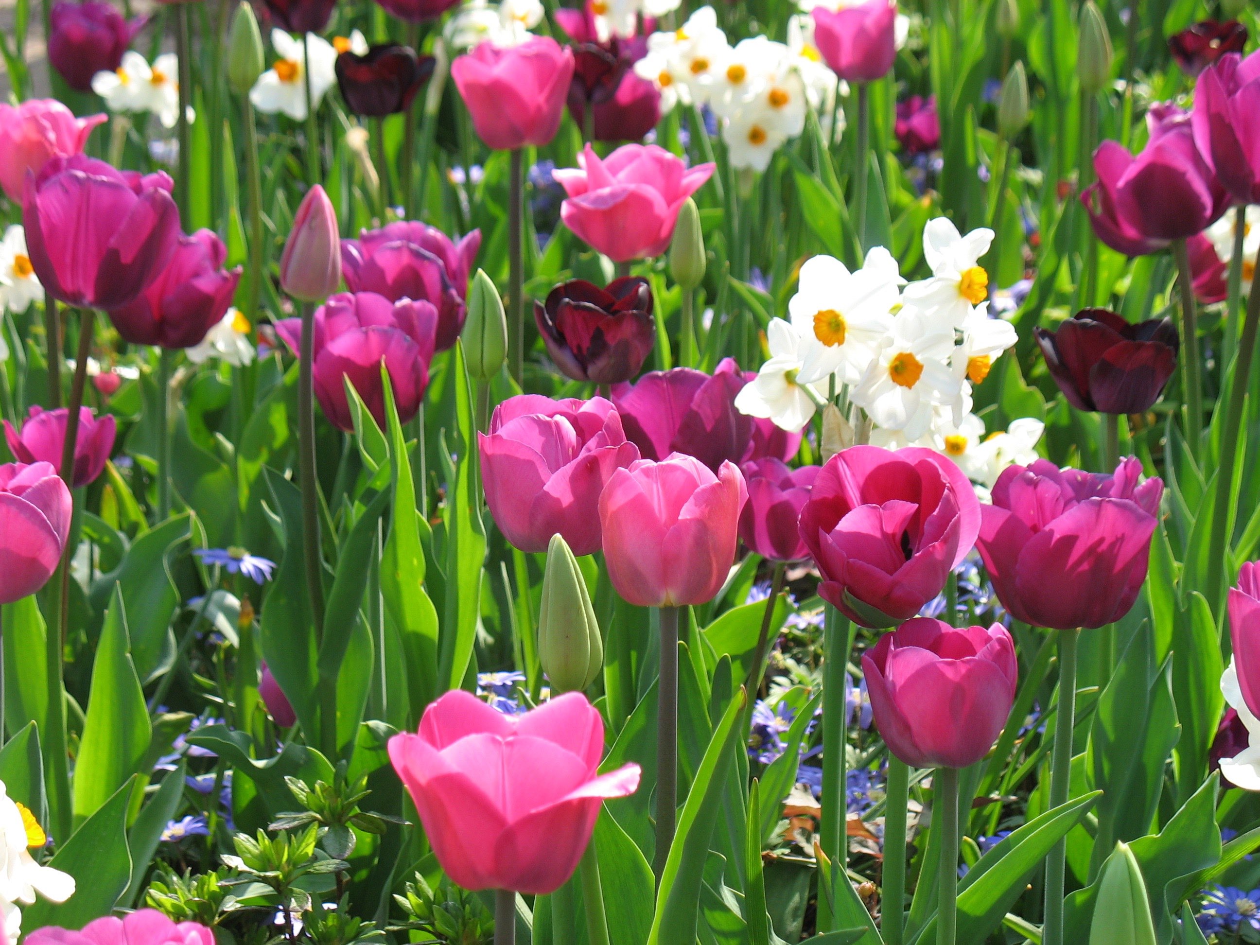 Holland Keukenhof pink tulips with narcissus