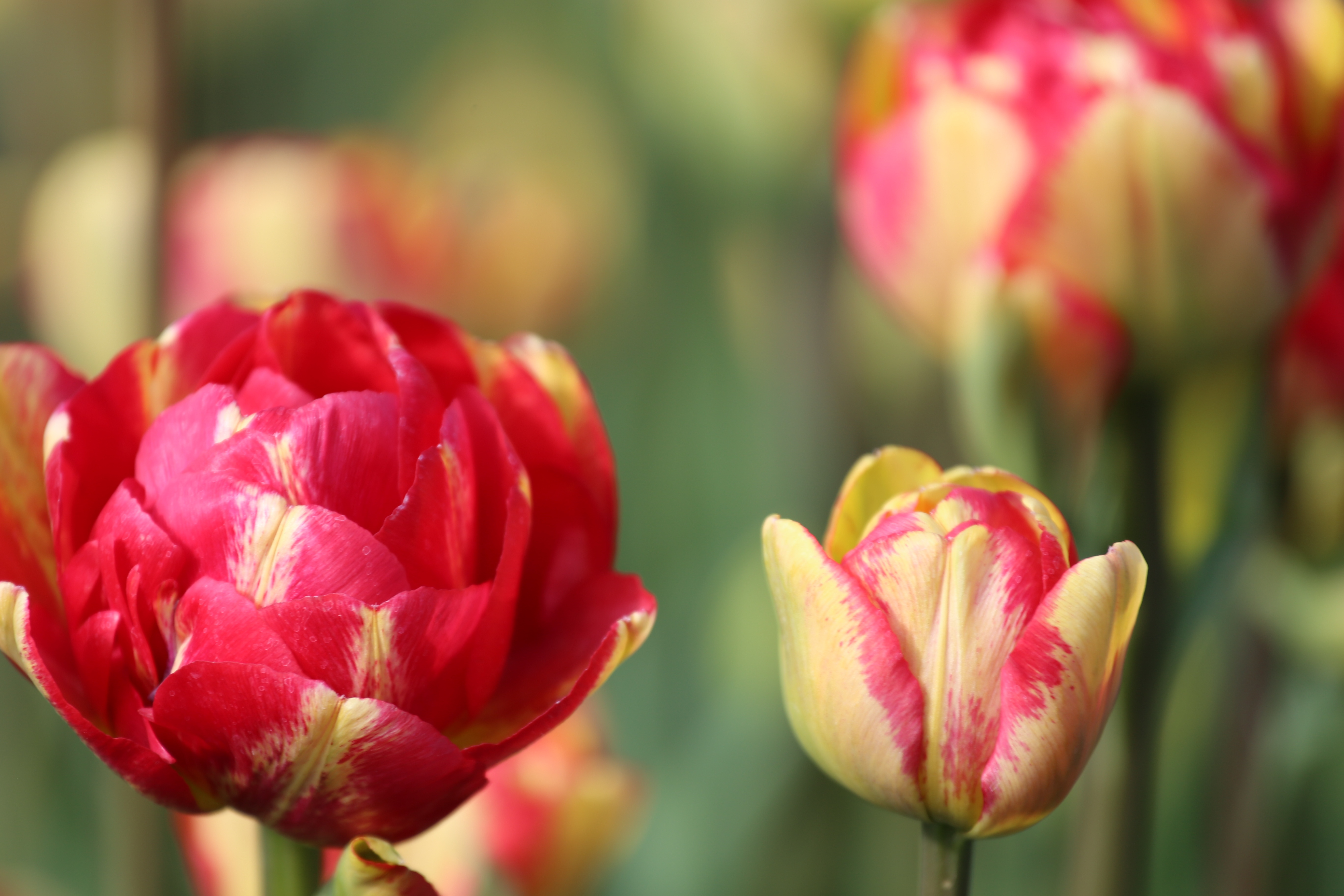 sundowner_double_late_tulip