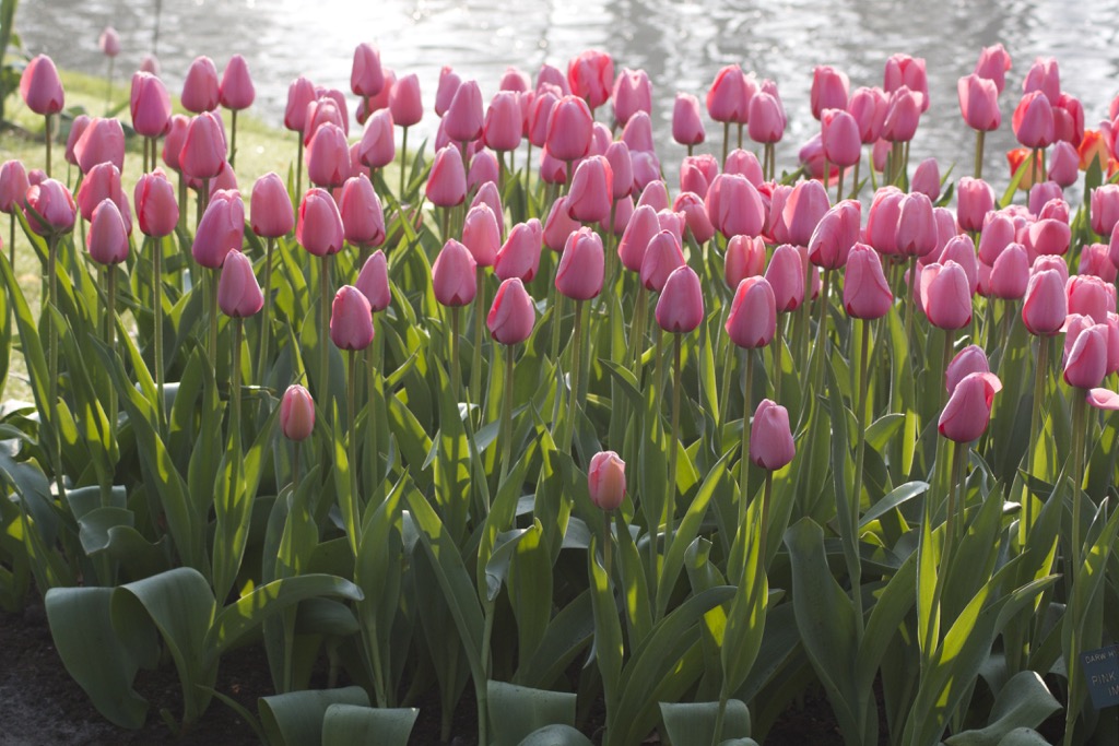 pink_impression_tulips